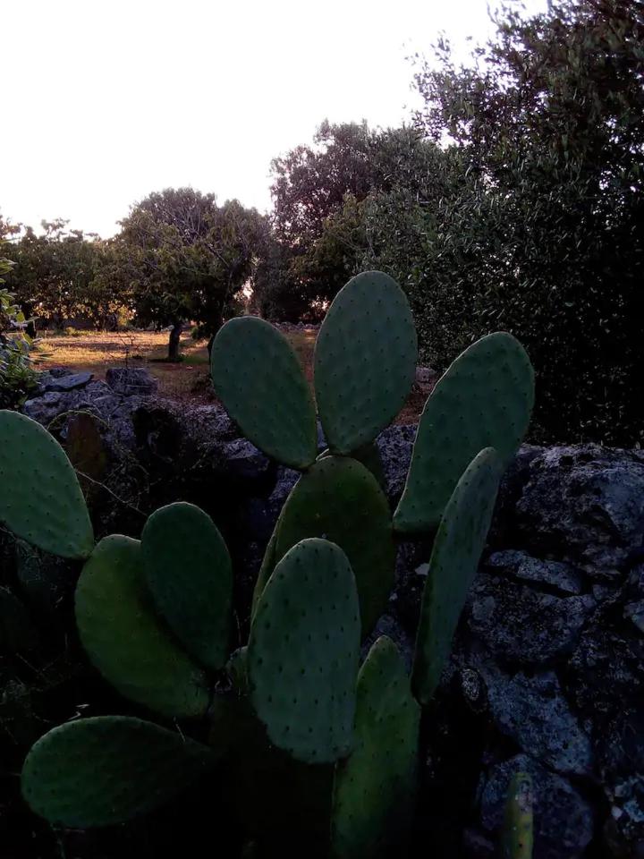 Masseria Lama Piccola