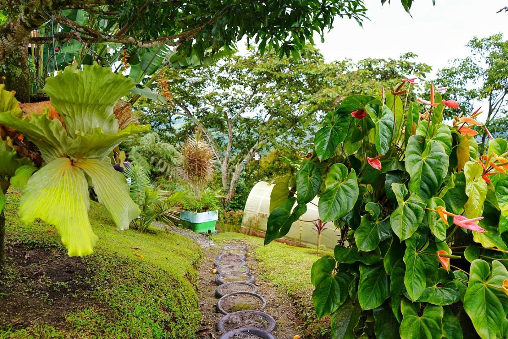 Hospedaje Mirador La Aurora Filandia