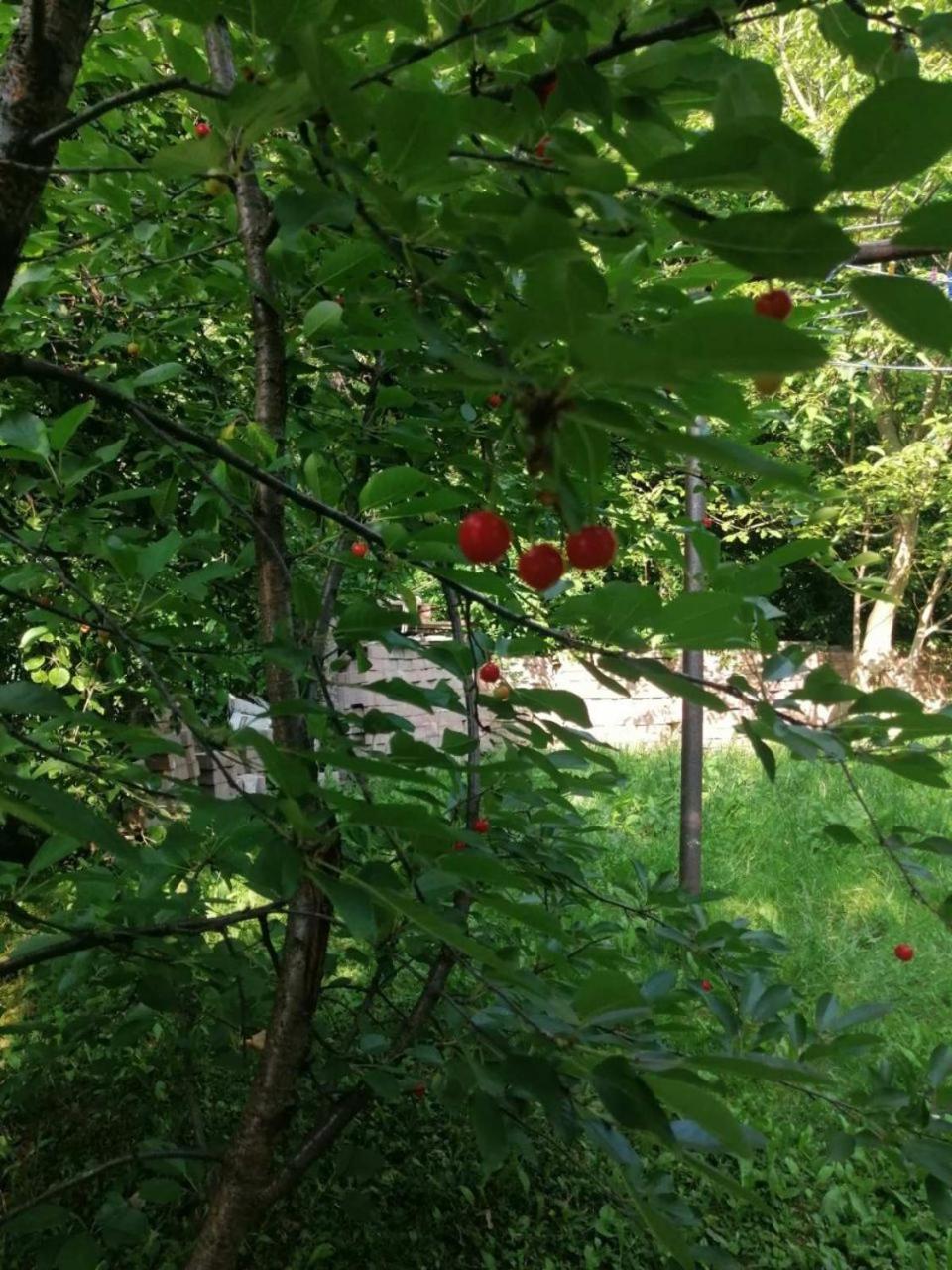 Ašik Apartman