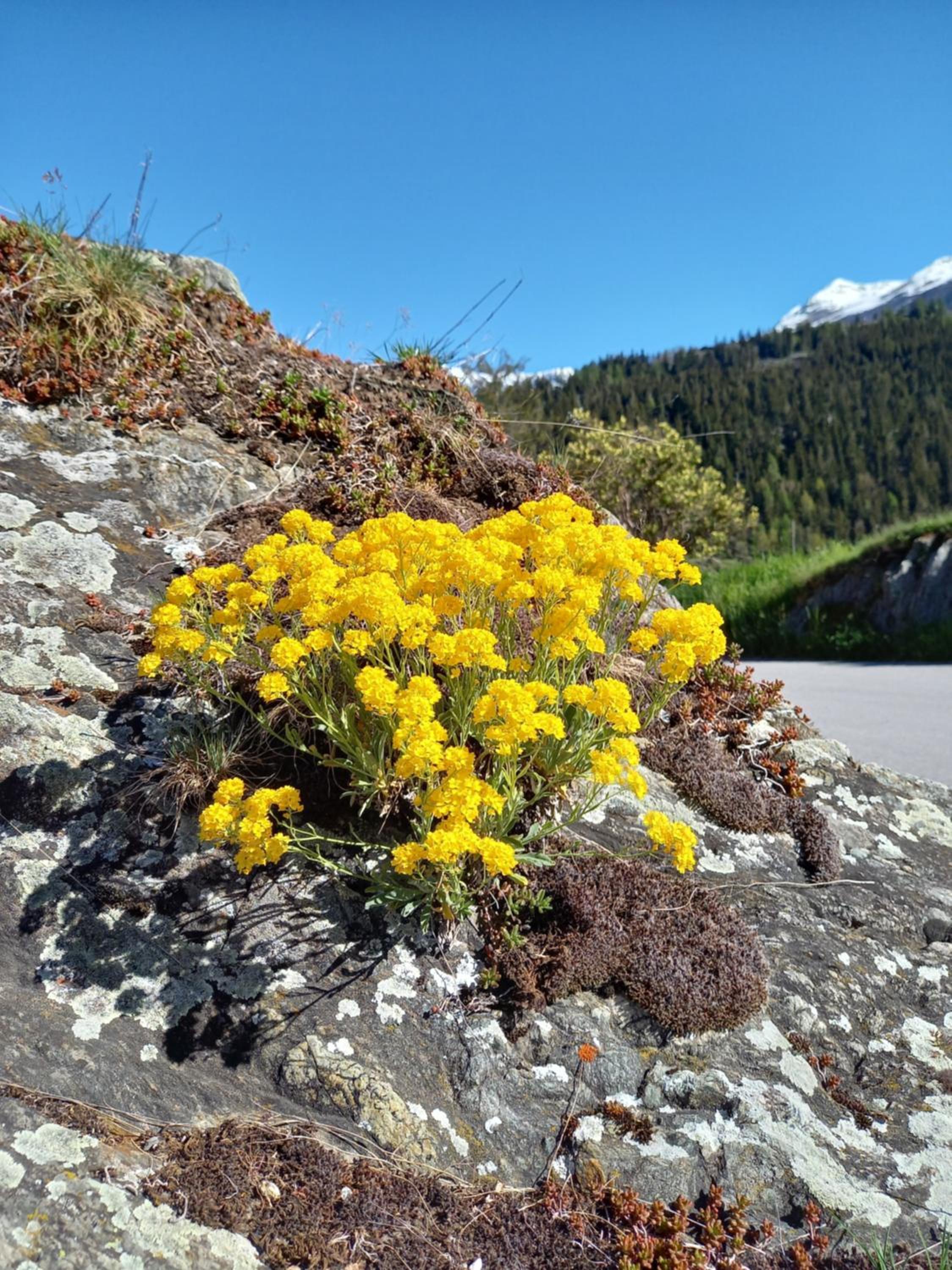 Wohnung mit schöner Sicht auf Bergpanorama und übers Tal