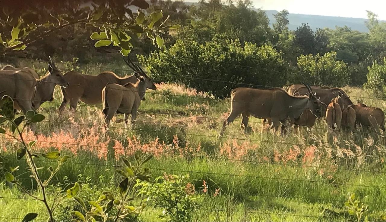 Caracal game breeders and guest farm view 4