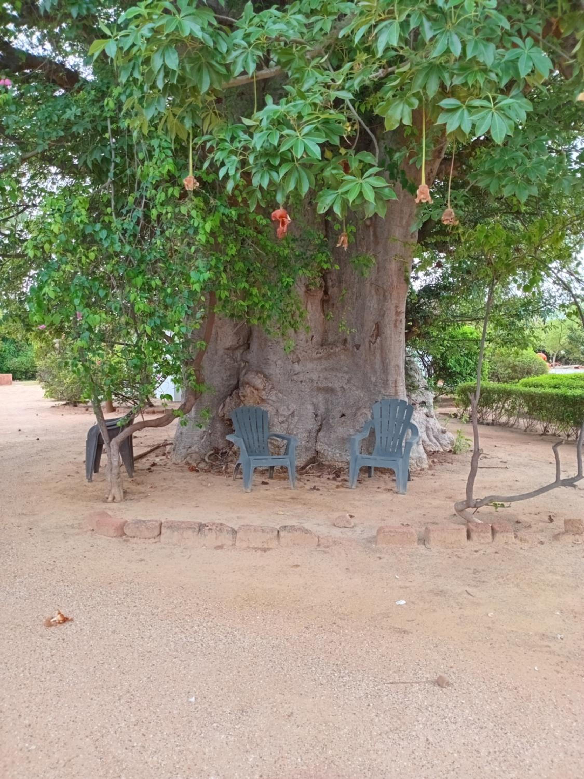 Baobab Lodge