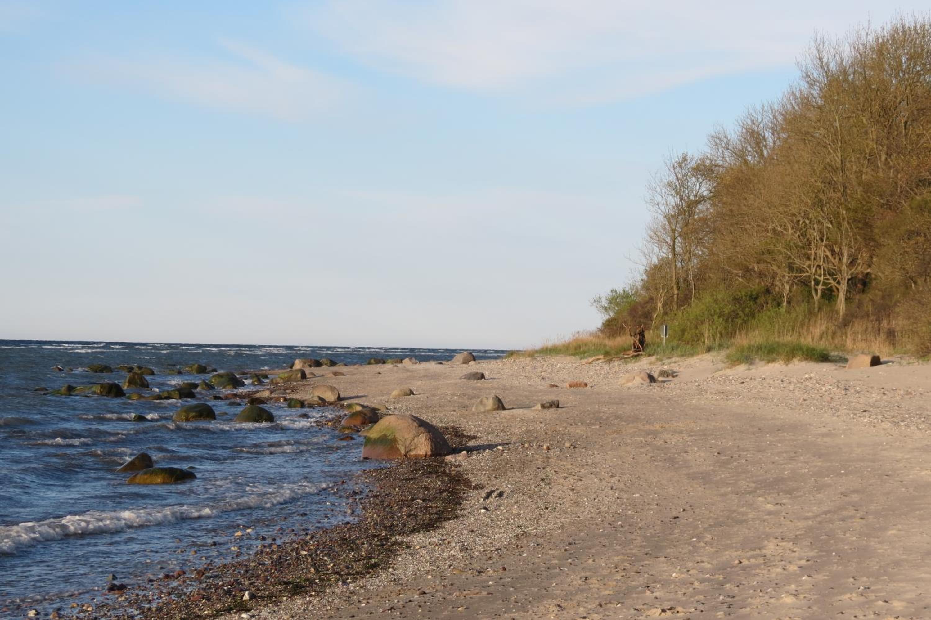 Seebär