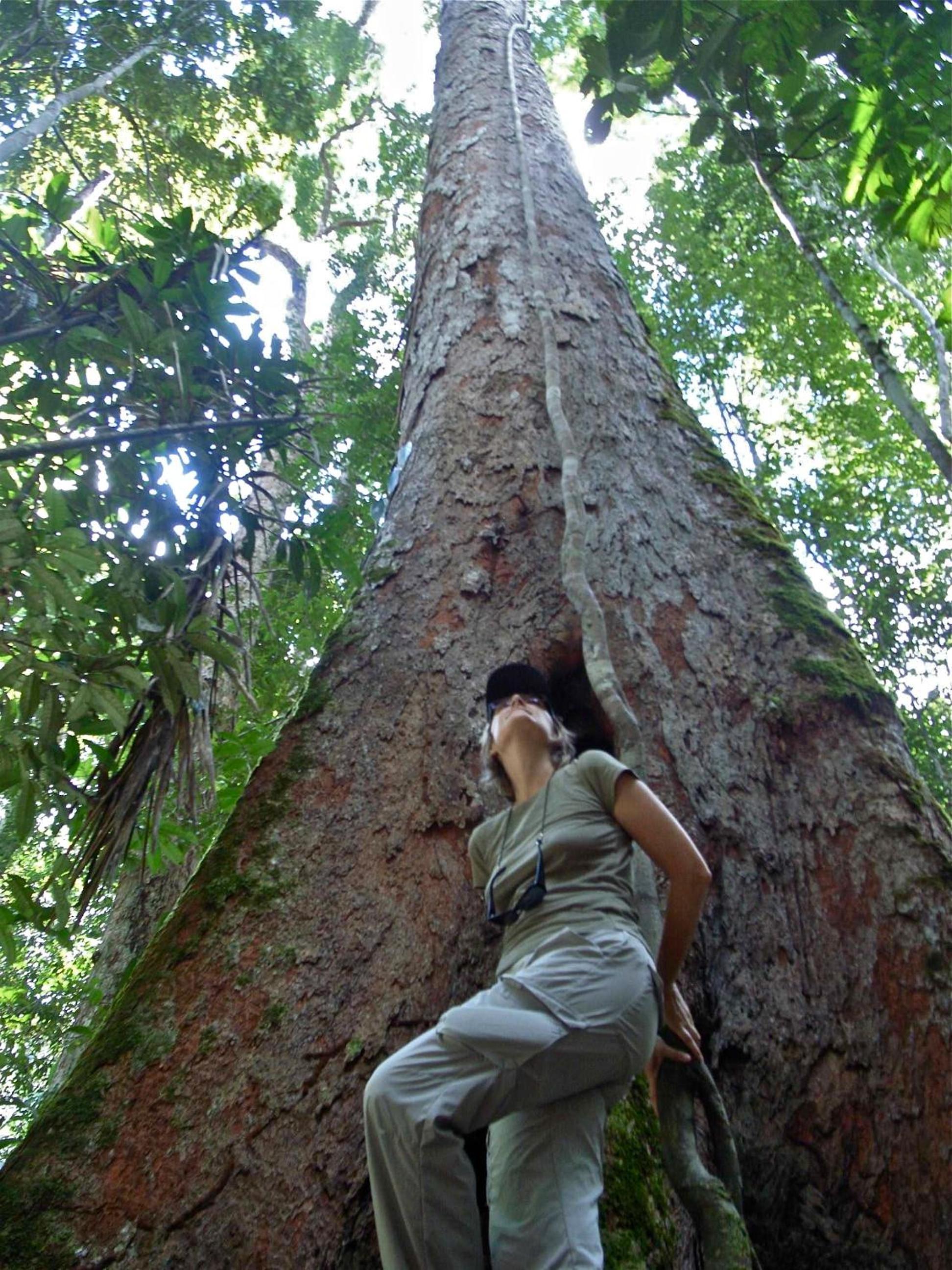 Amazonas Life Camp