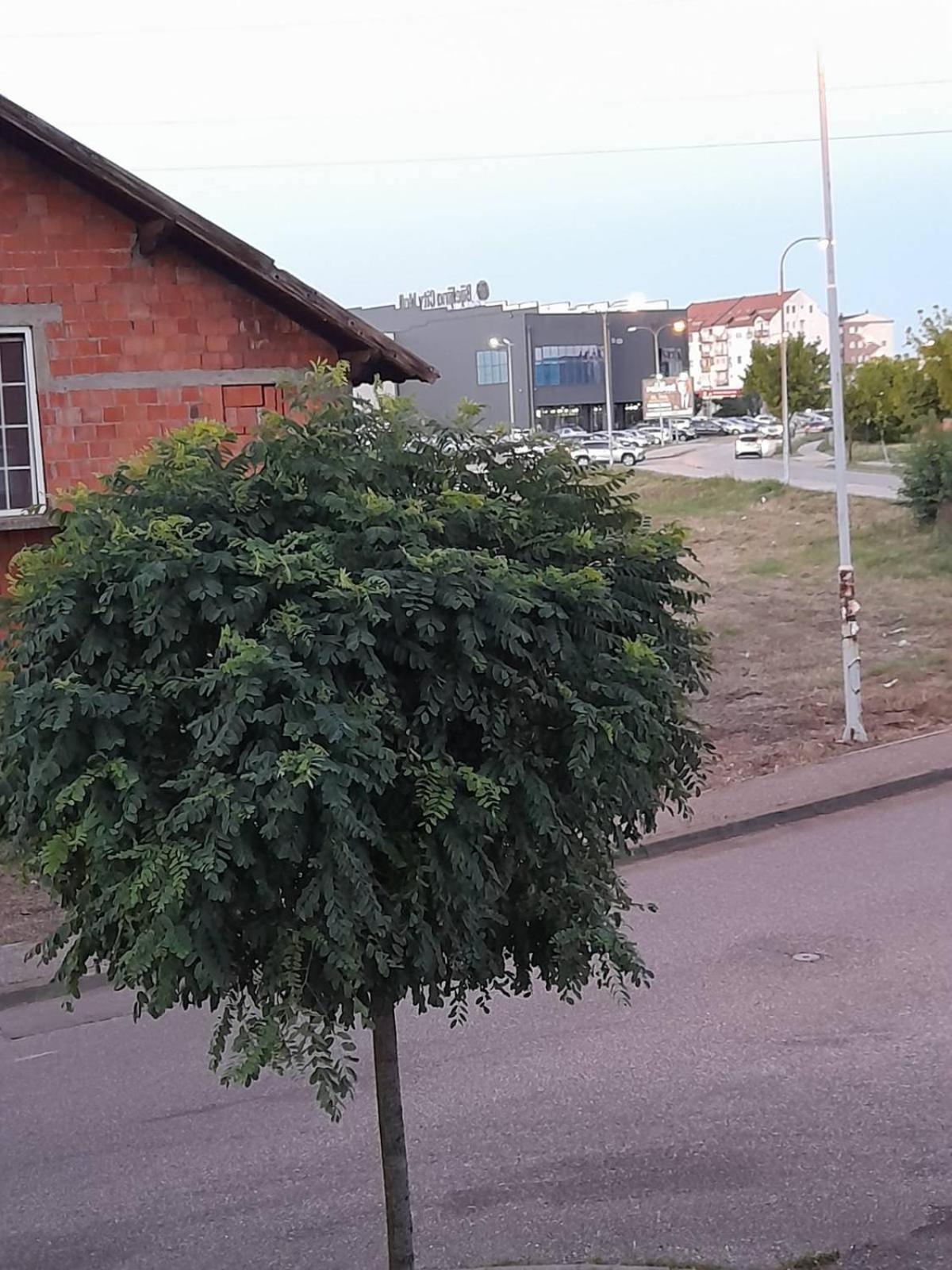 Goca Bijeljina