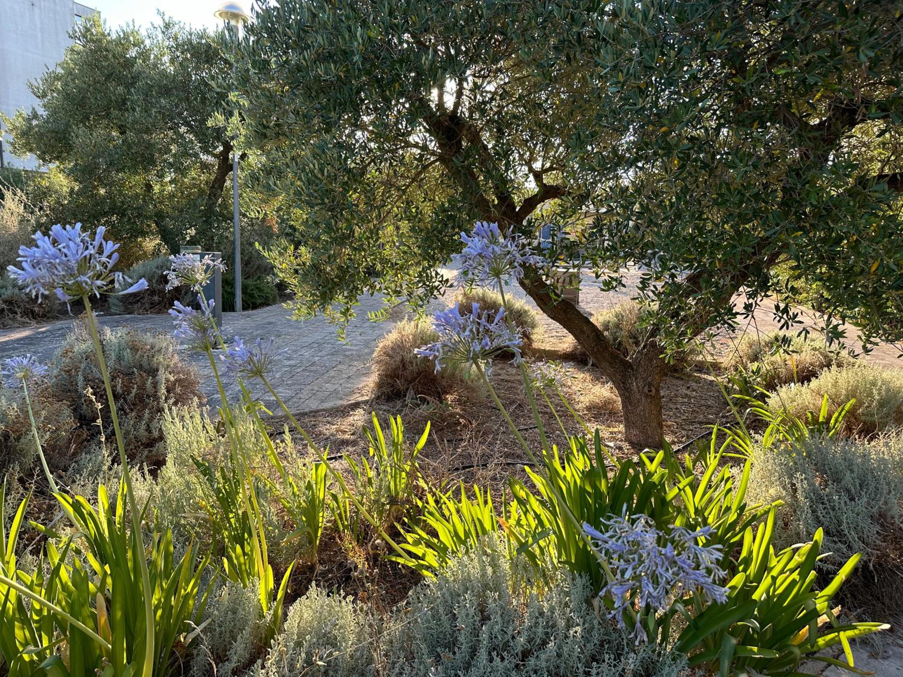 Chicco di Grano view 5