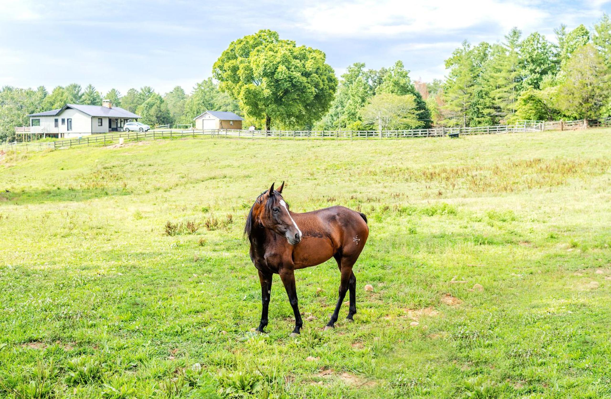 Equestrian Escape