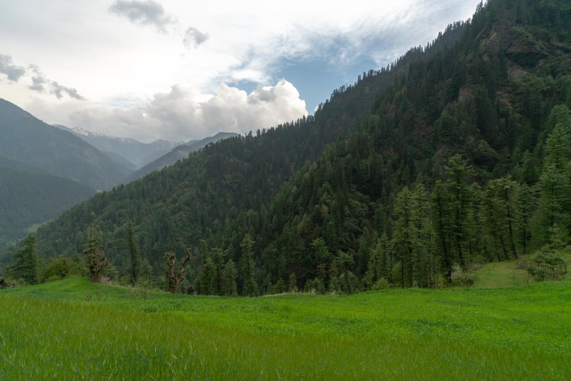 Whispering Pines Cottages Cabin Tandi view 3