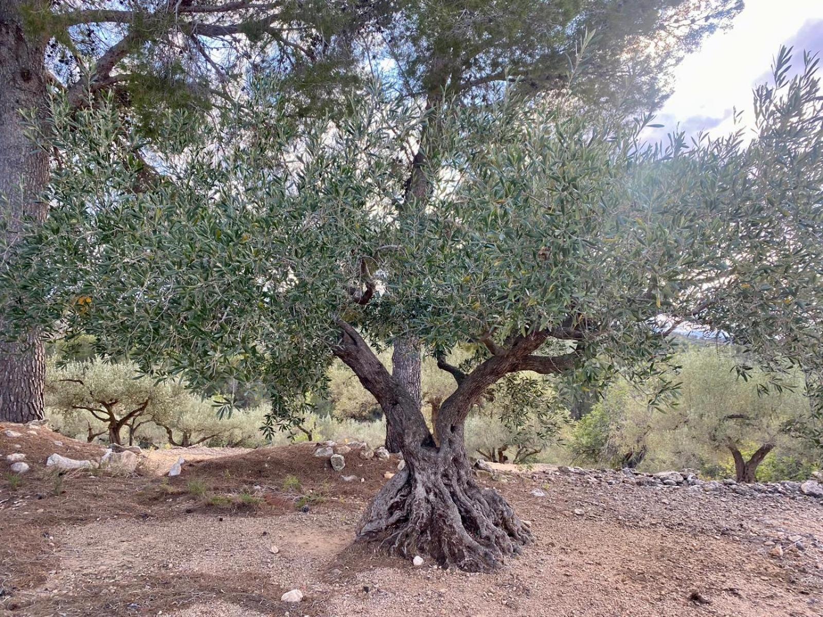 Finca El Olivar