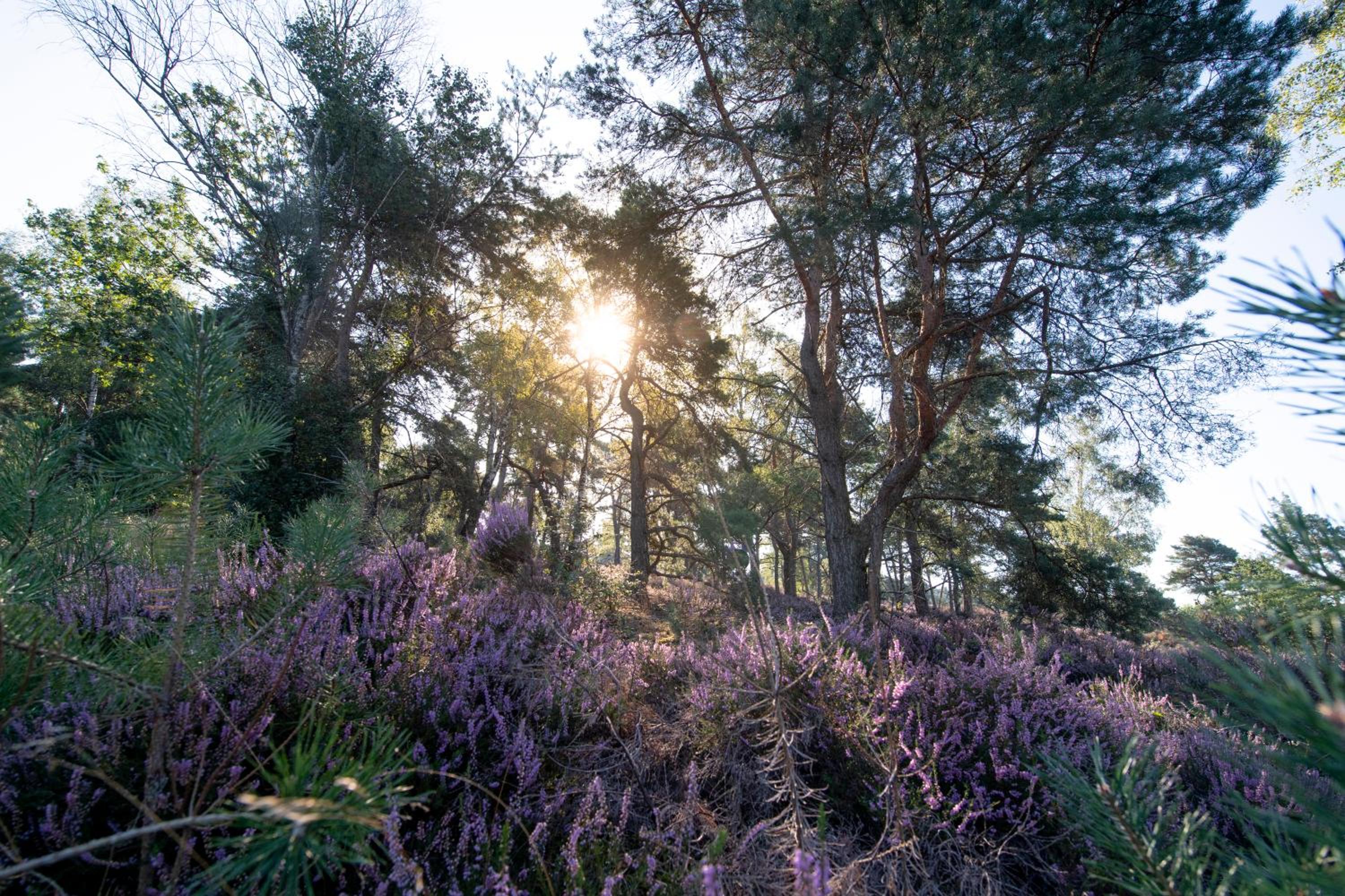 Vakantiepark Buitenplaats Holten