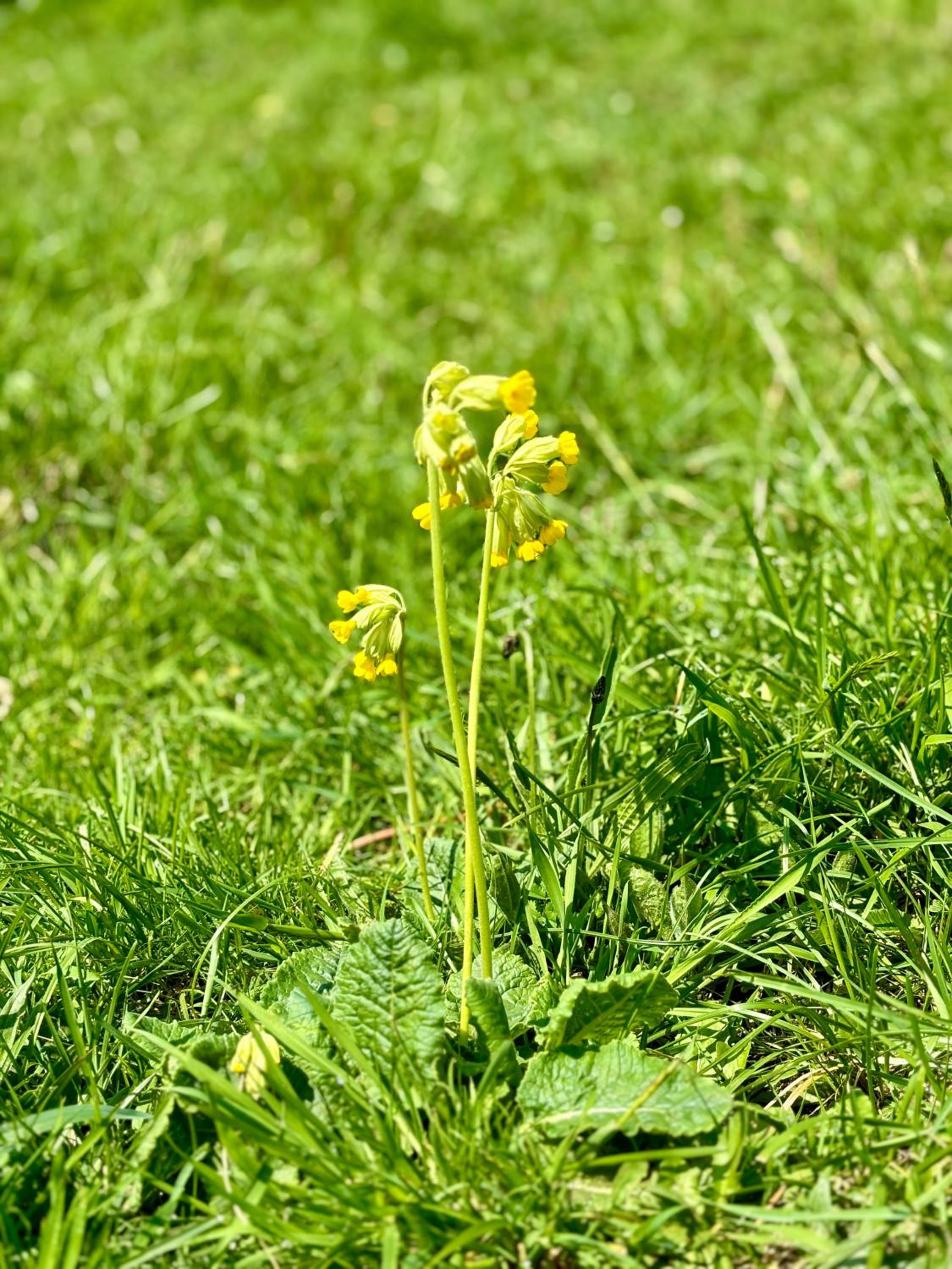 Stroud Vacations - Upper Highview - Self Catering Apartment, fpventures Stroud - Property Image 6
