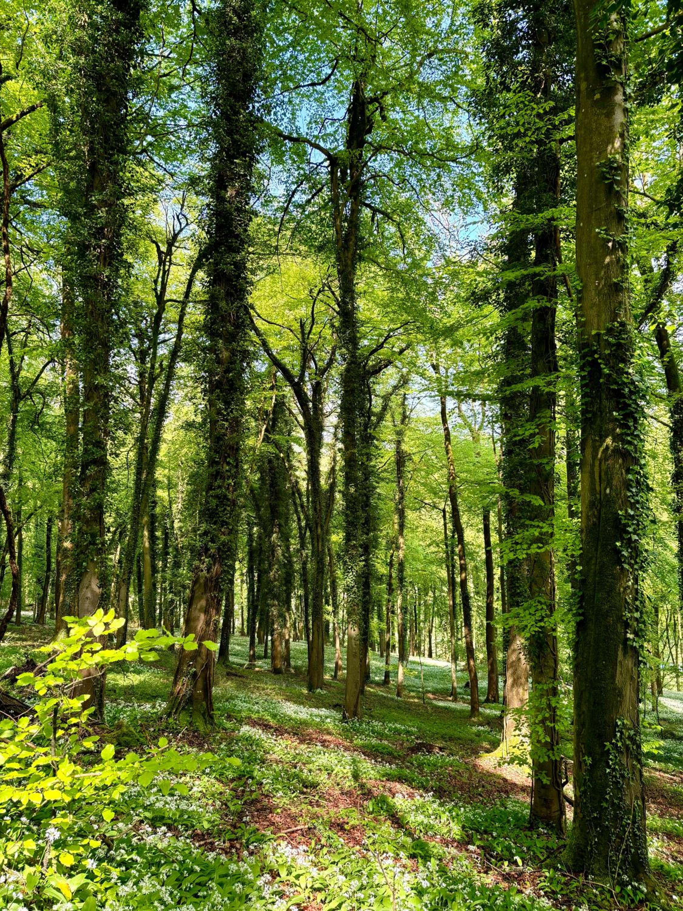 Stroud Vacations - Upper Highview - Self Catering Apartment, fpventures Stroud - Property Image 4