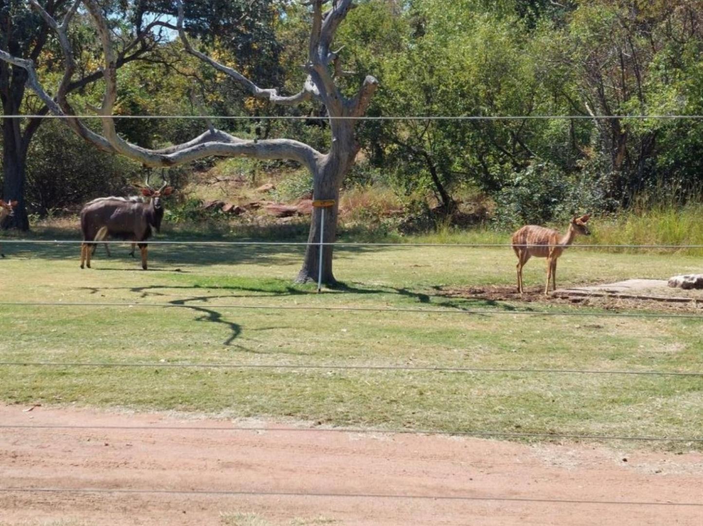 Zomoya Game Farm view 2