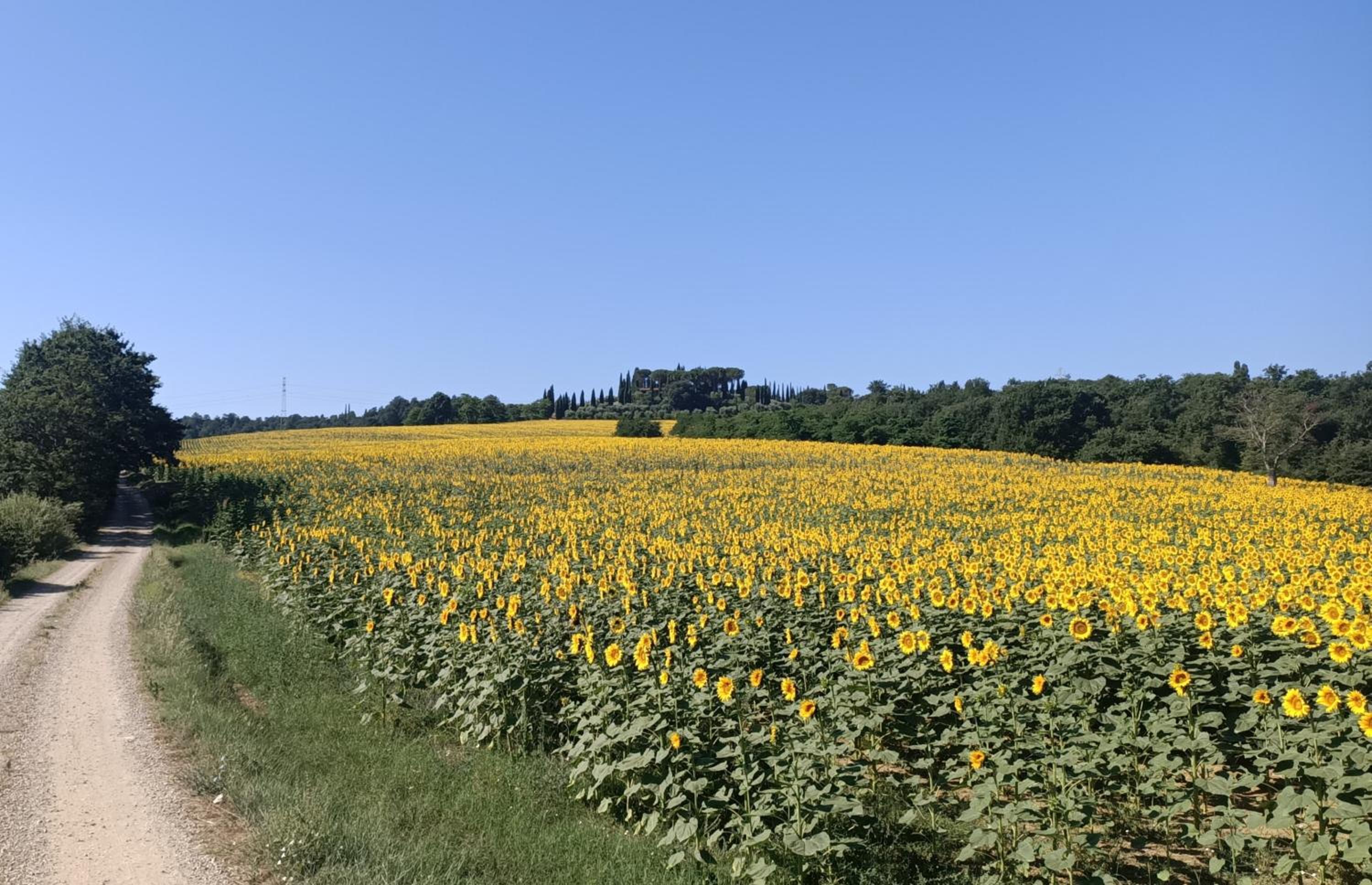Agriturismo Podere Tresa view 4