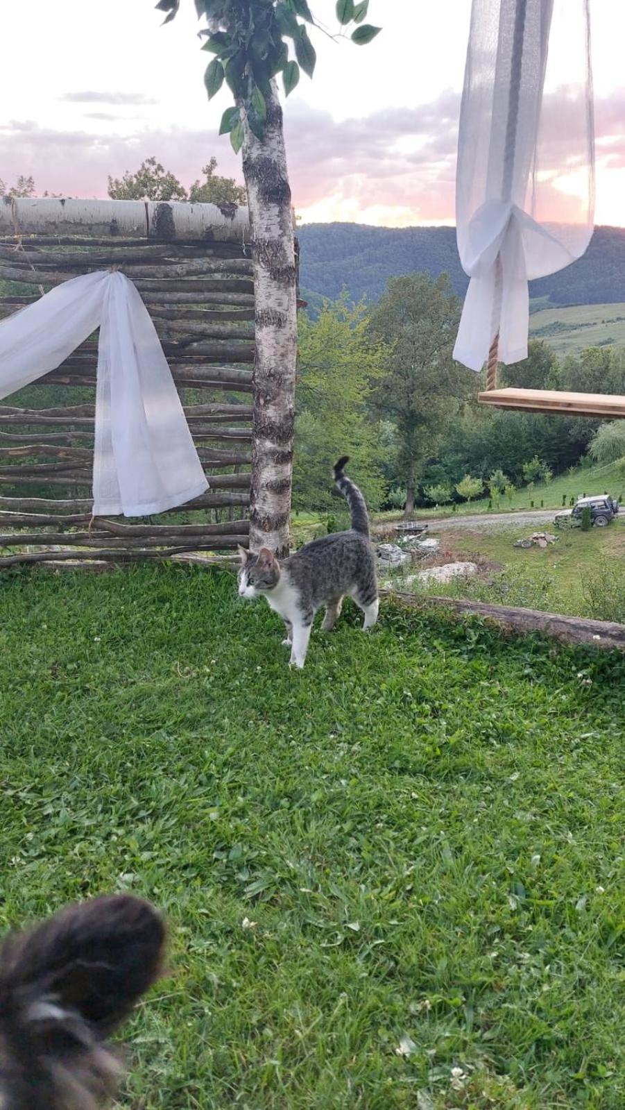 Odaia Bunicilor