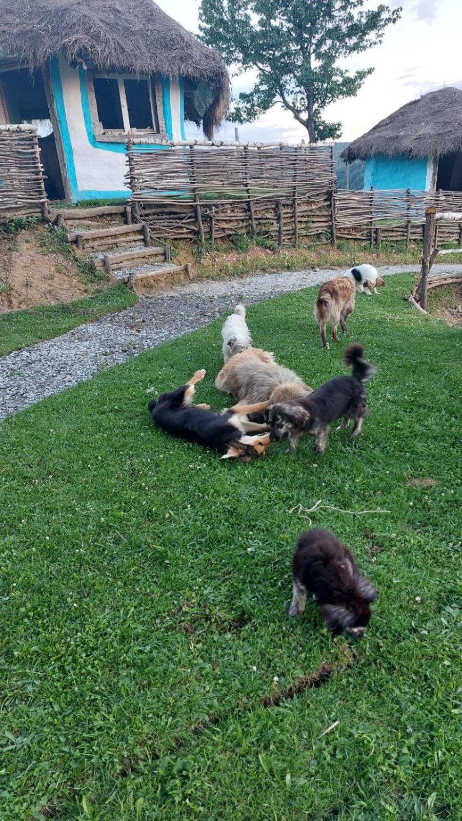 Odaia Bunicilor