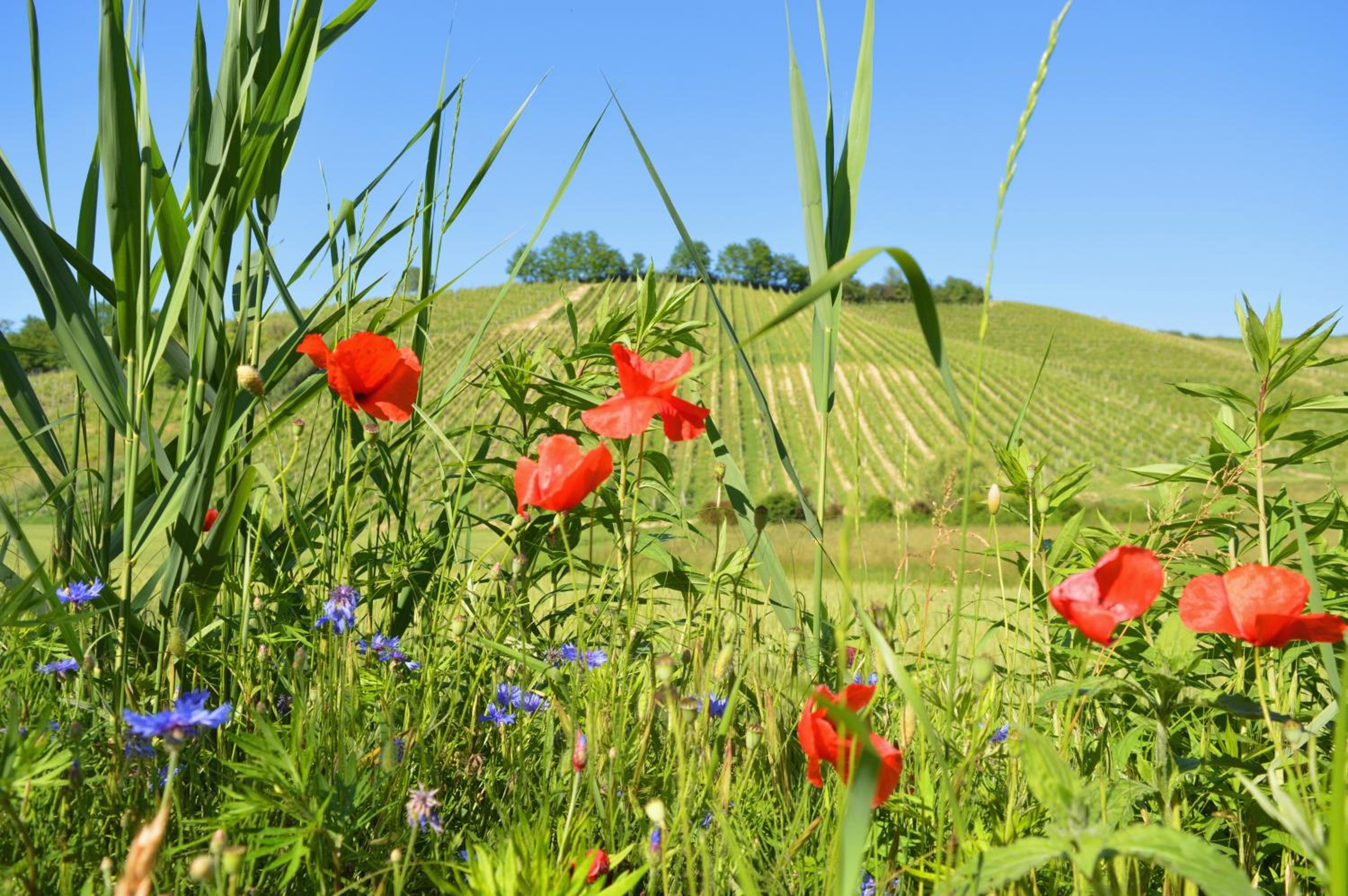 Bed & Tours Dimora di campagna