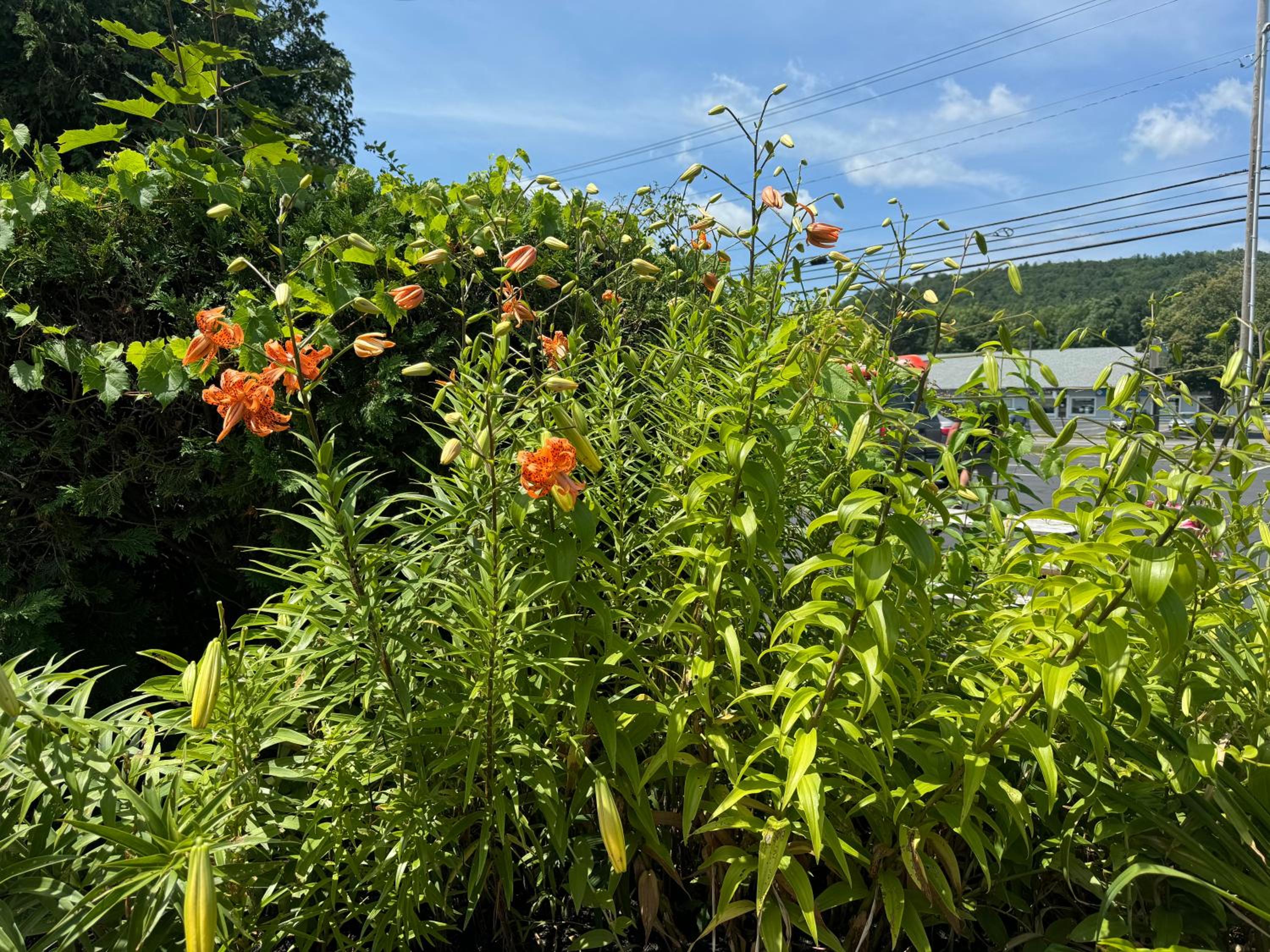 Brattleboro Vacations - The Black Mountain Inn - Property Image 75