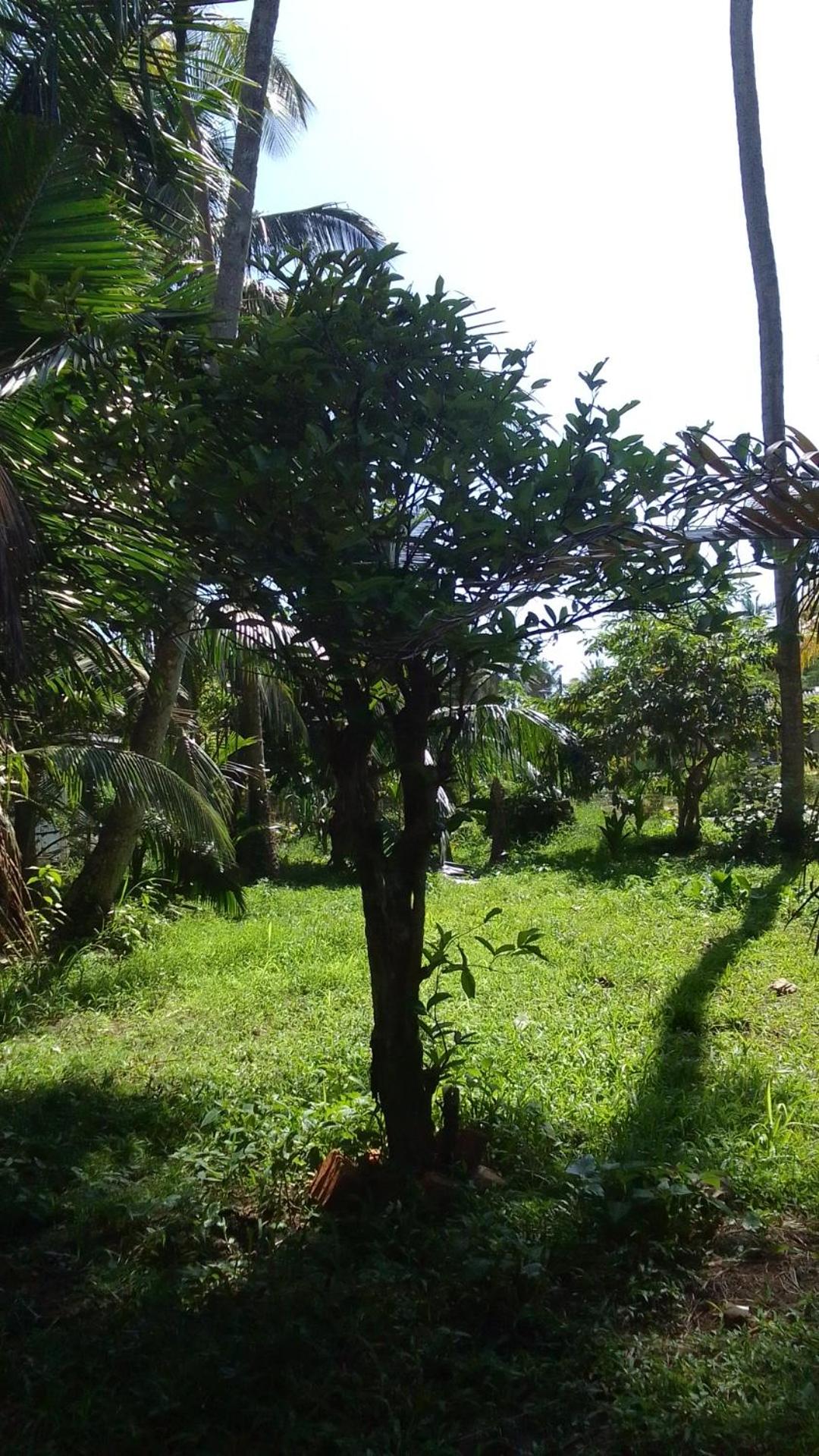 GALLE DUTCH Villa view 4