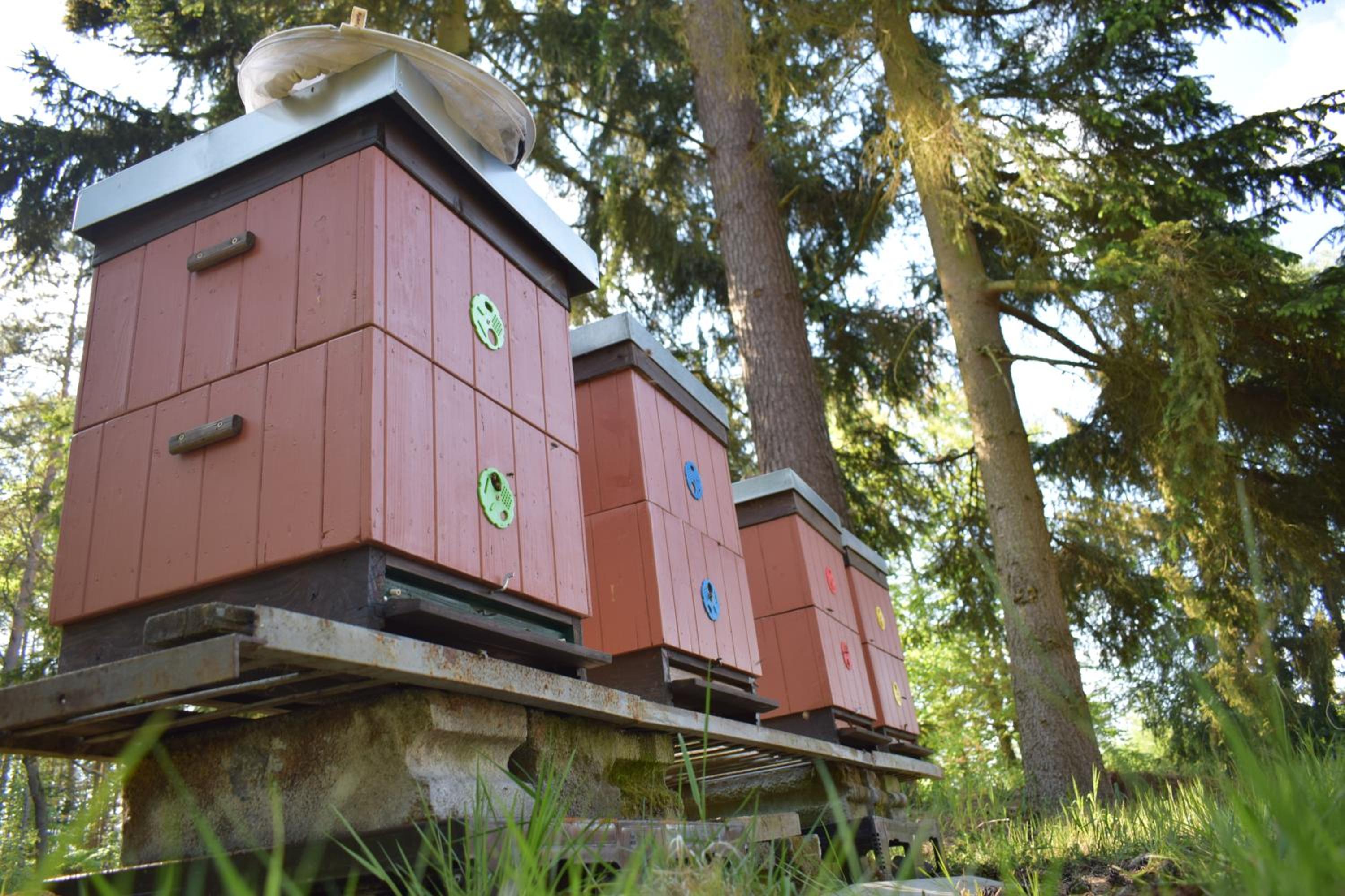 Treehouse U lesa