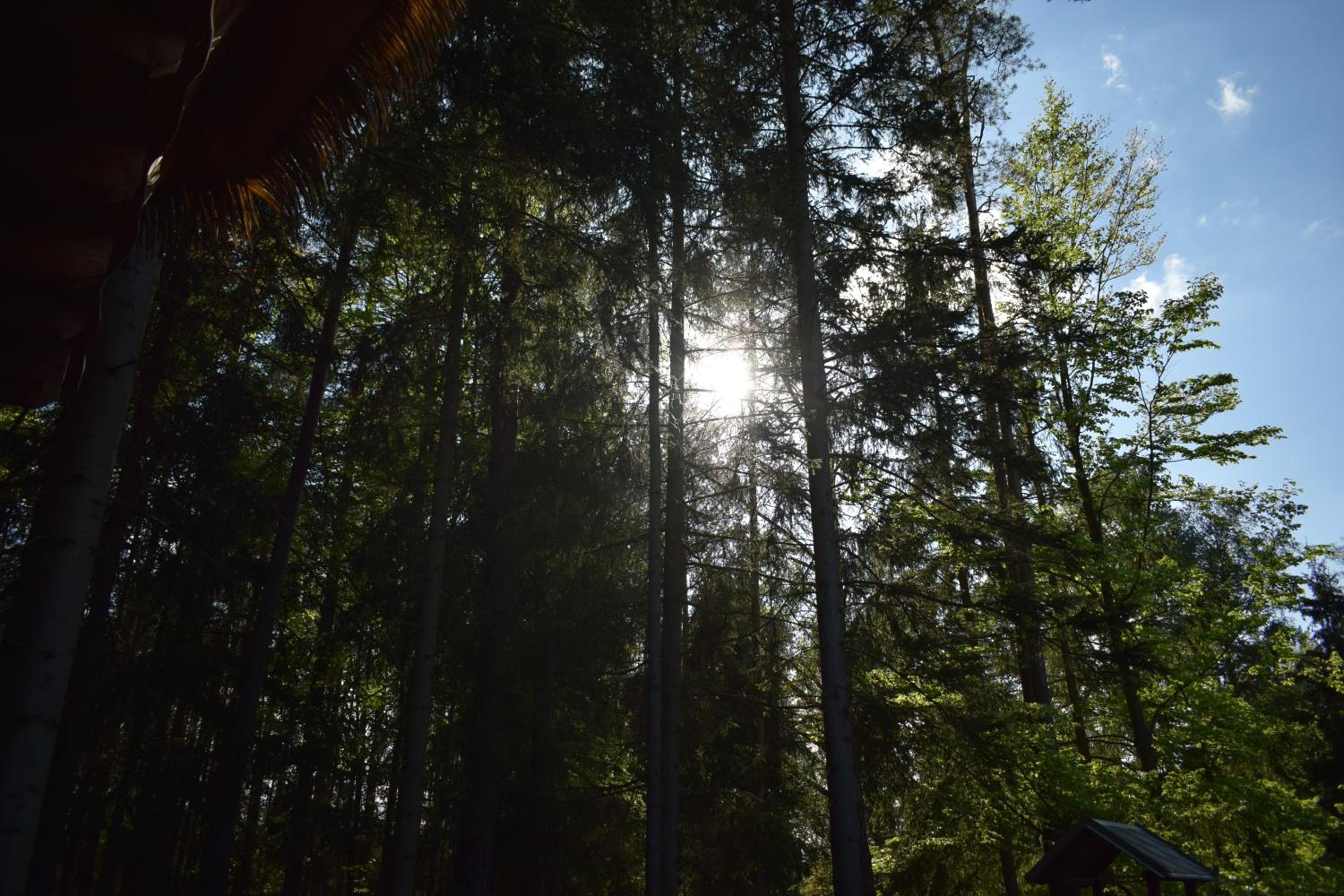Treehouse U rybníka