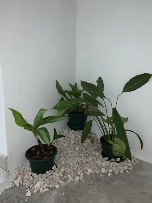 Apartamento VillaRegis 1 Zapote, San José