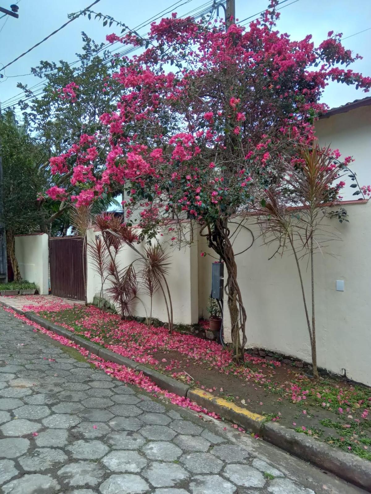 Hospedagem Bougainville