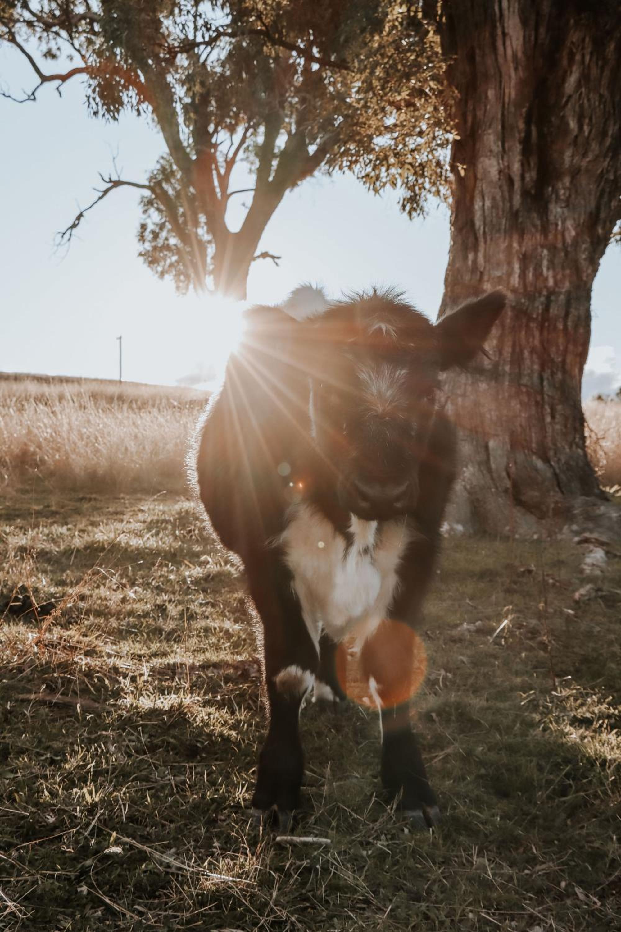 Wandarra Homestead, Mudgee