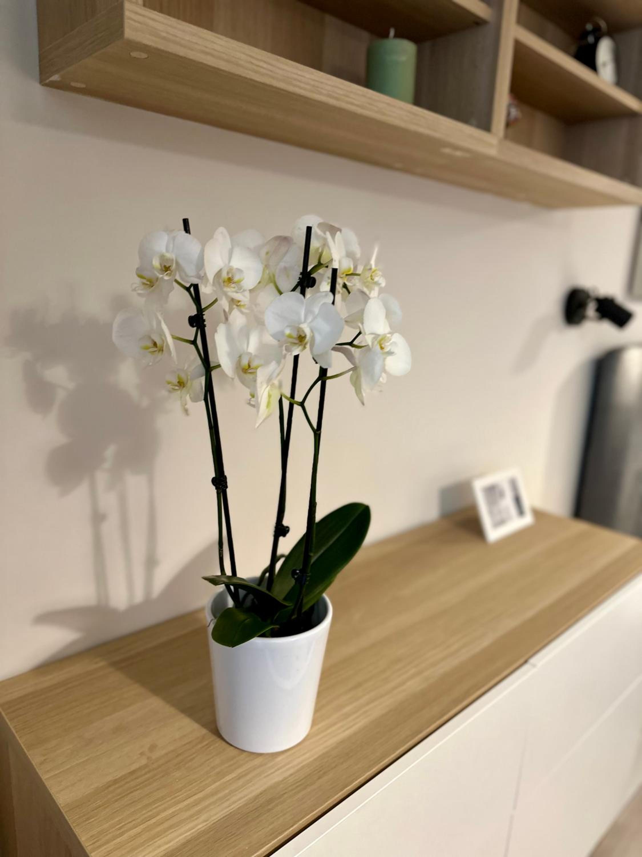 Serenity studio