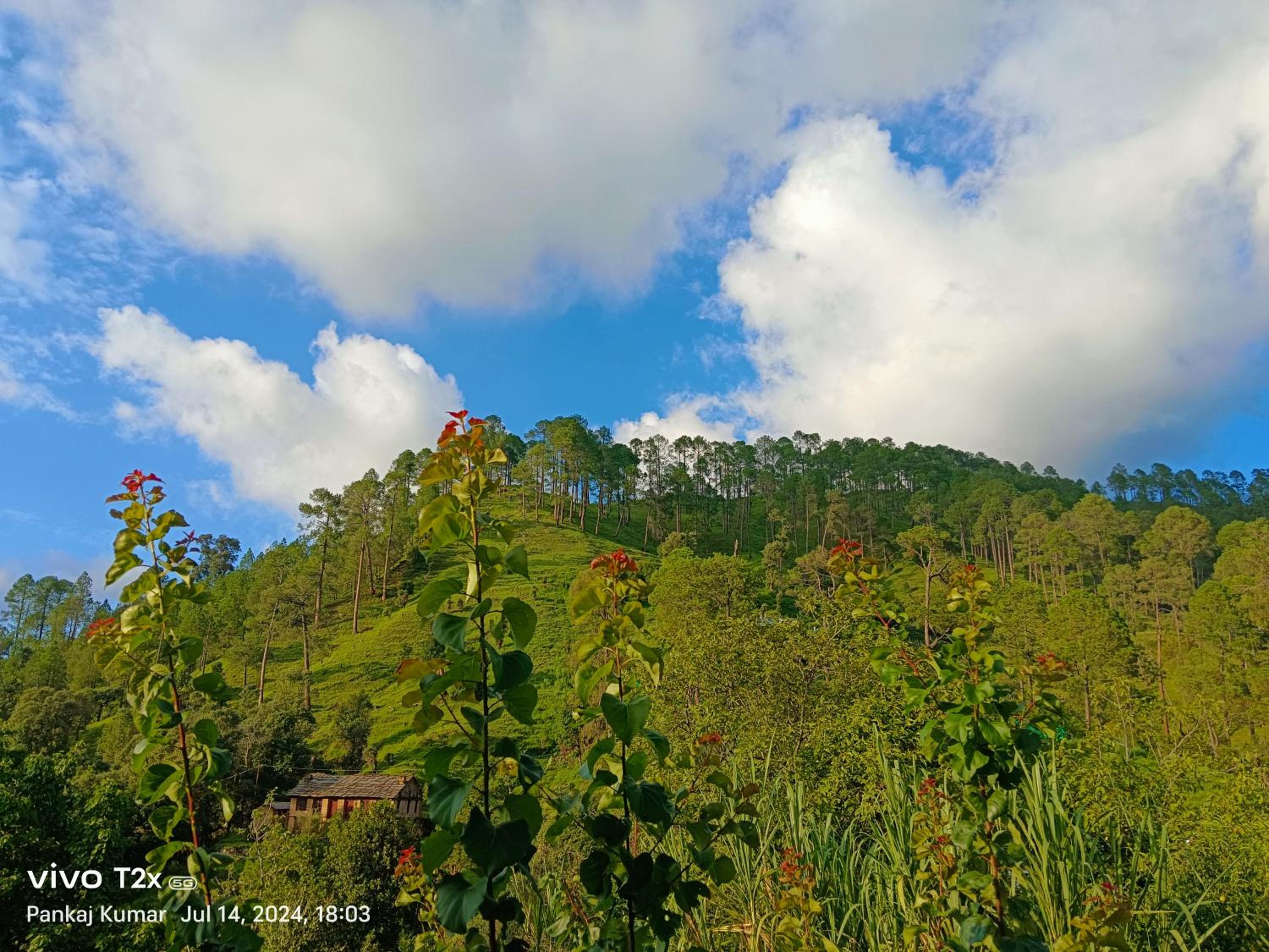Joshi Cottage Binsar