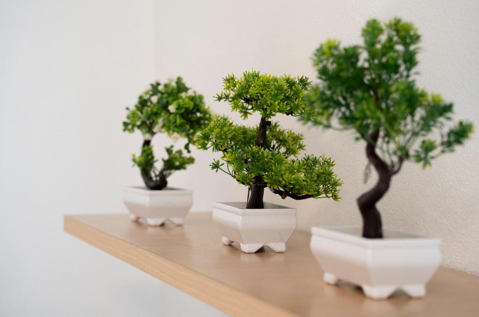 Il Bonsai en Rapallo — other