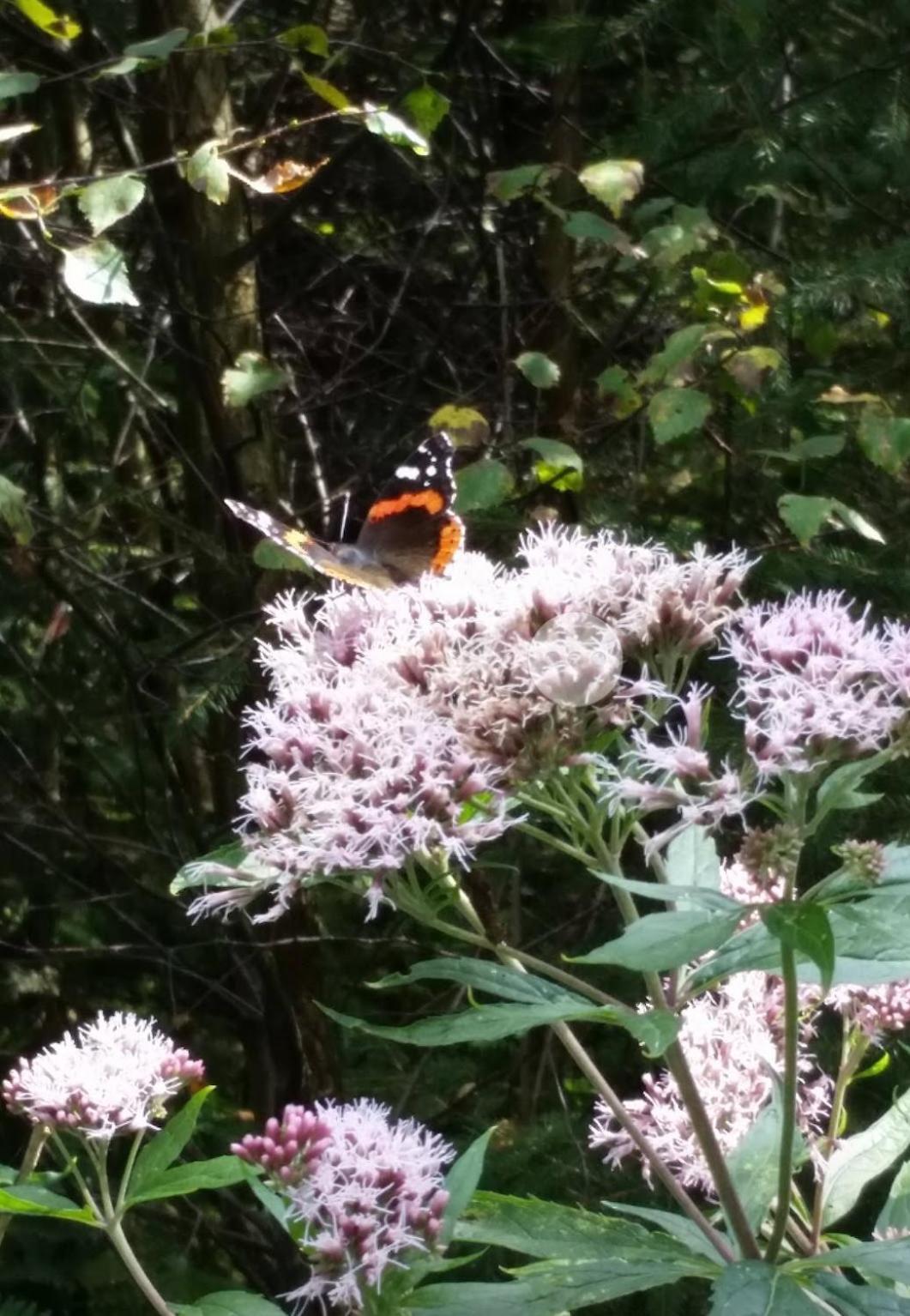 other