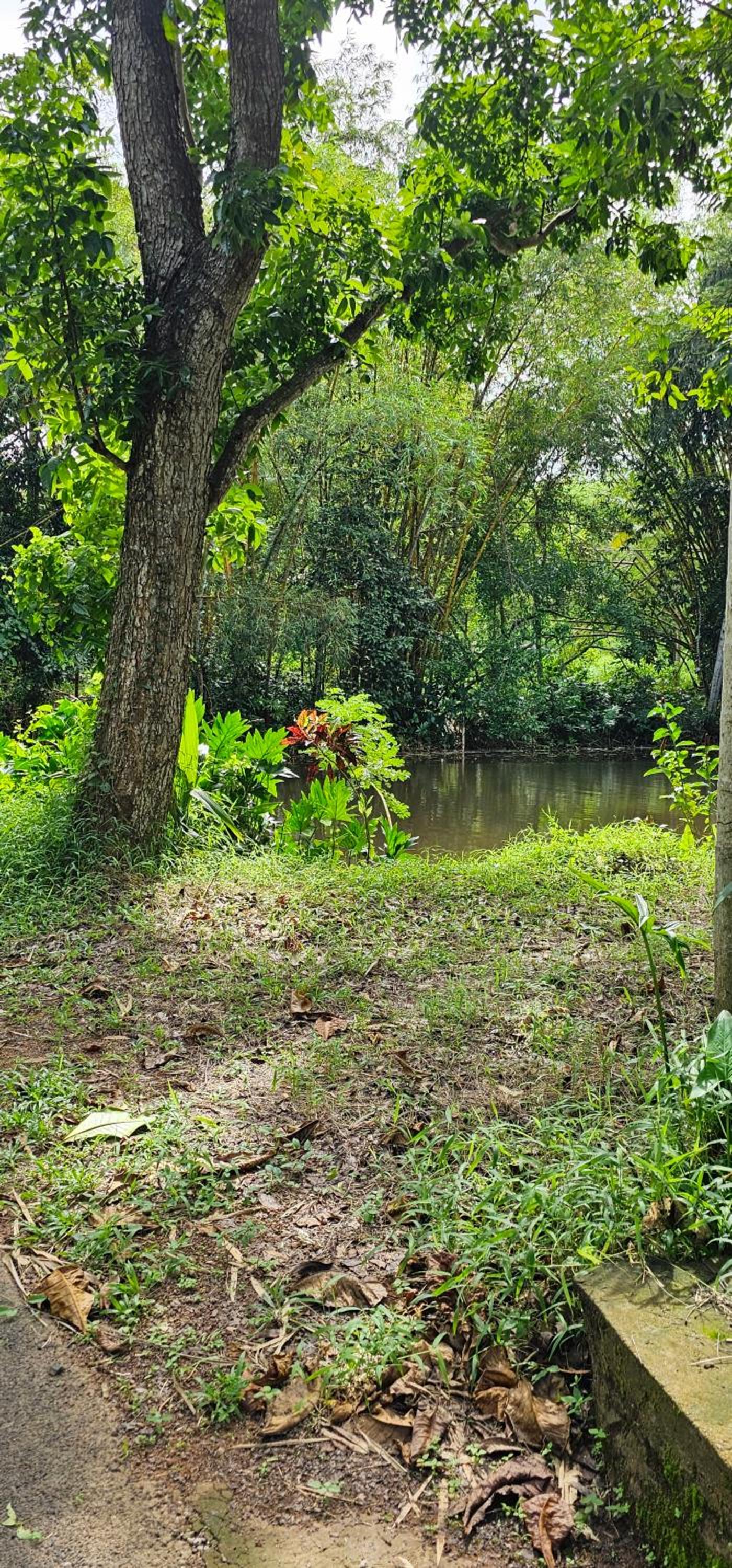 Debaraliyadda Estate