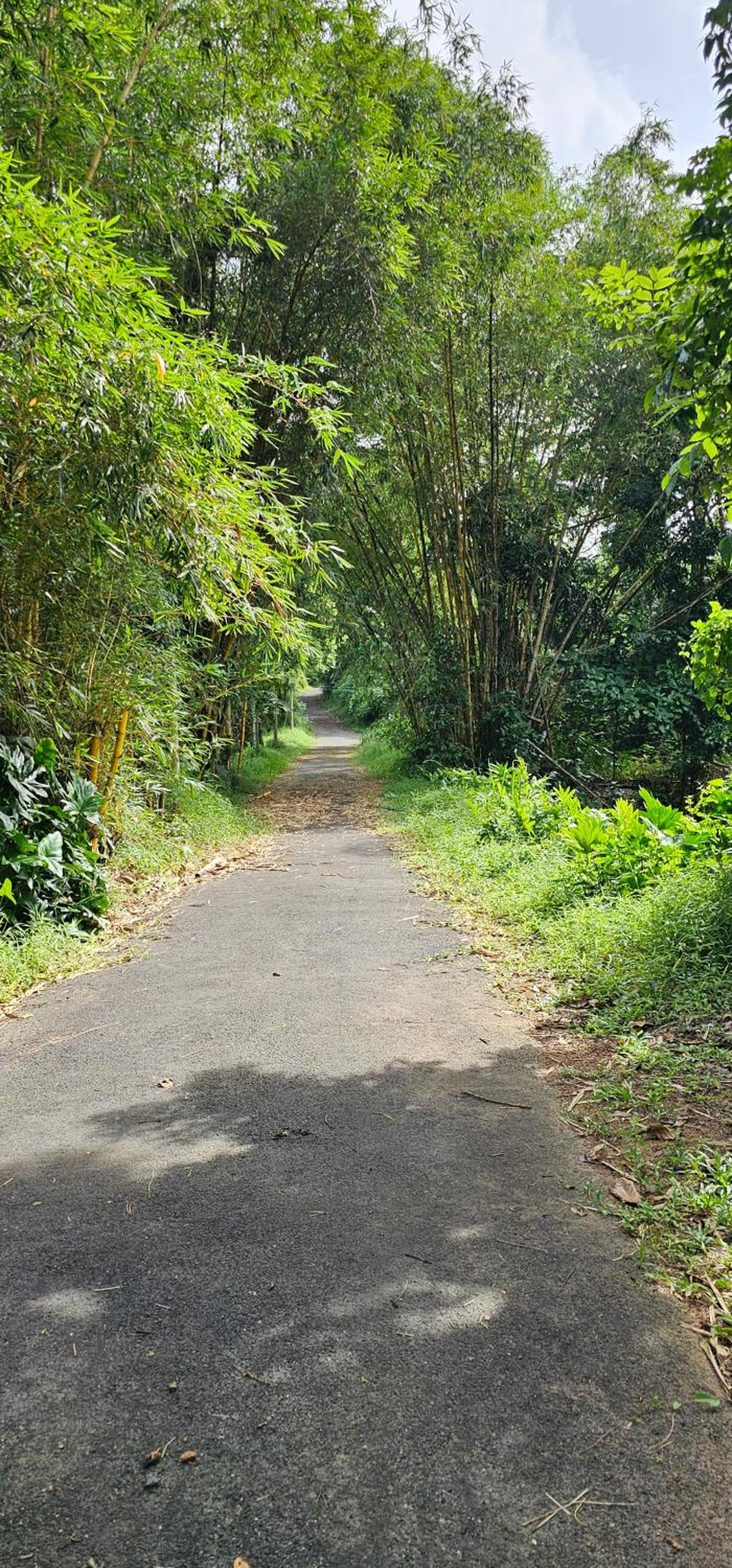 Debaraliyadda Estate