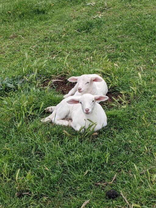 Yass Farm Stay