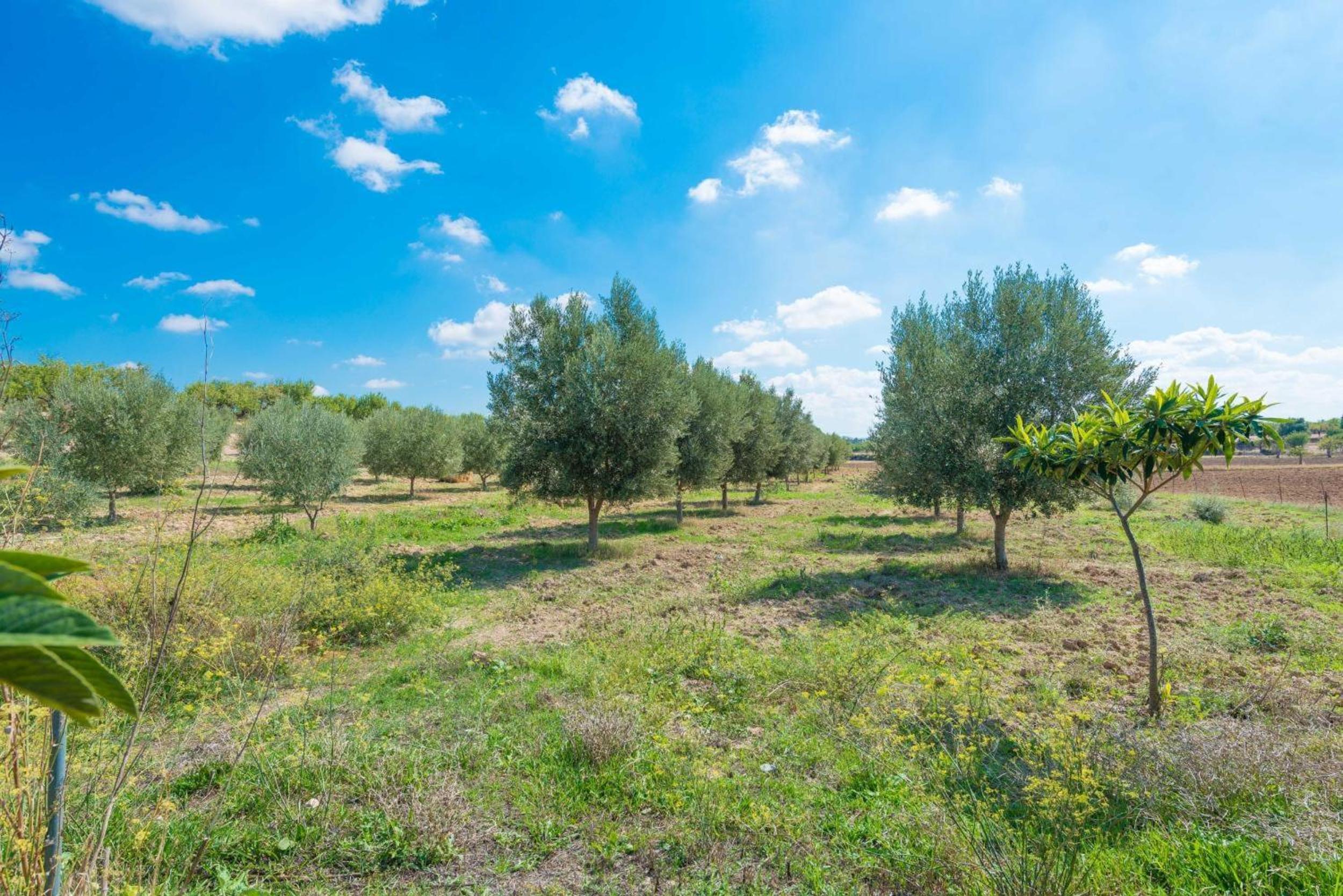 Granja