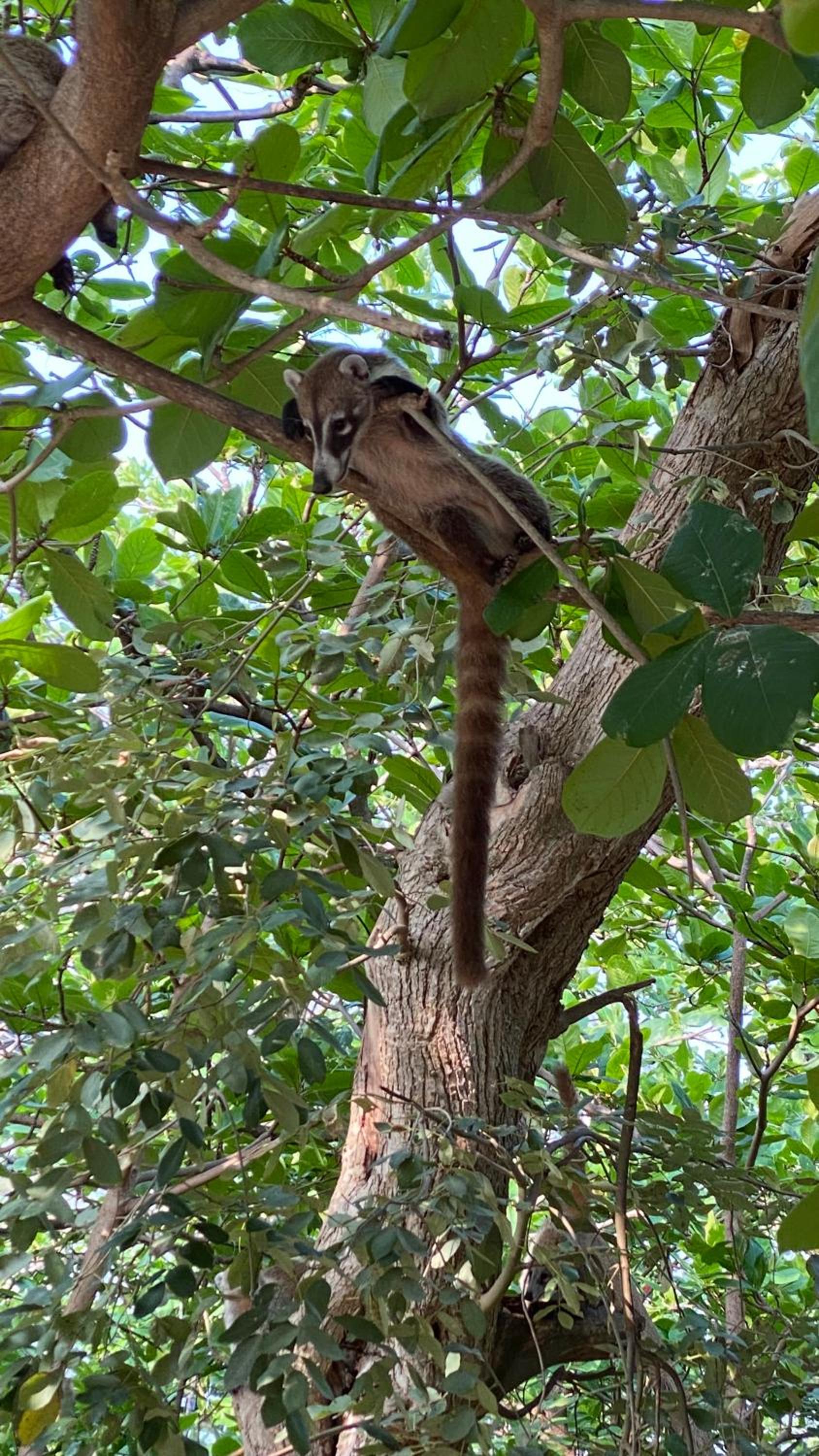 Acogedora y moderna Casa Coatí