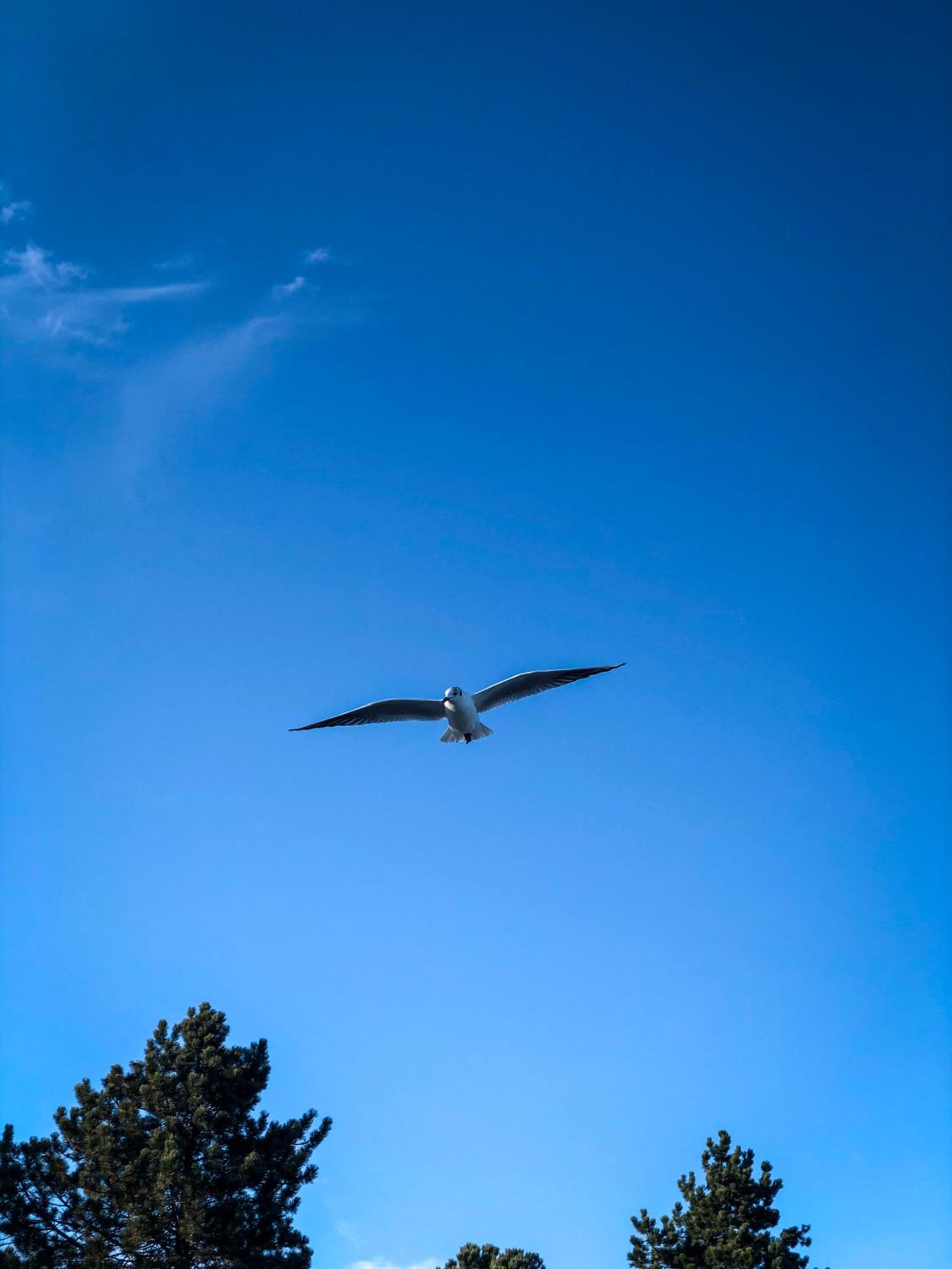 Ferienhaus Seeadler 32