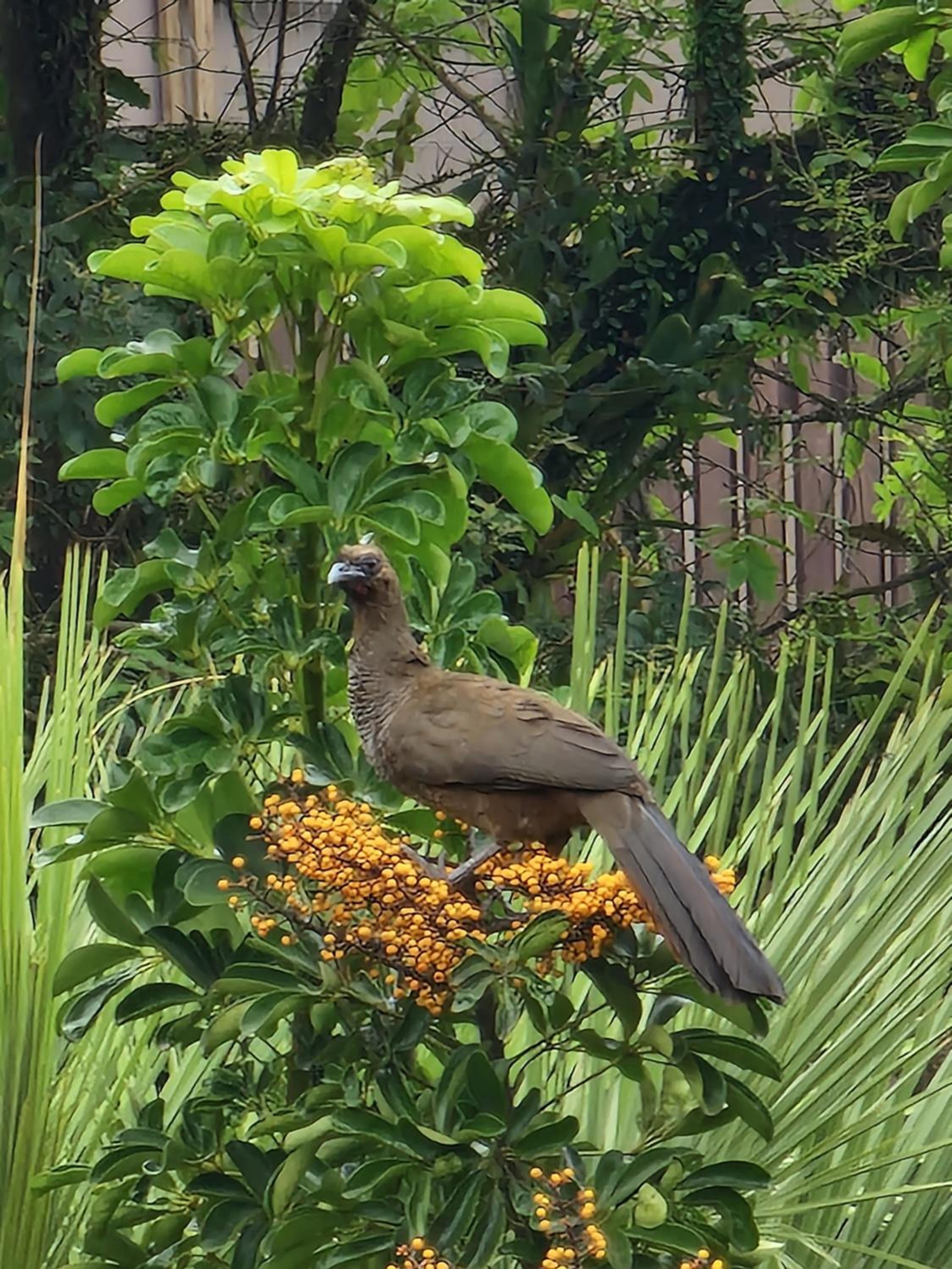 CalaRosa Condomínio