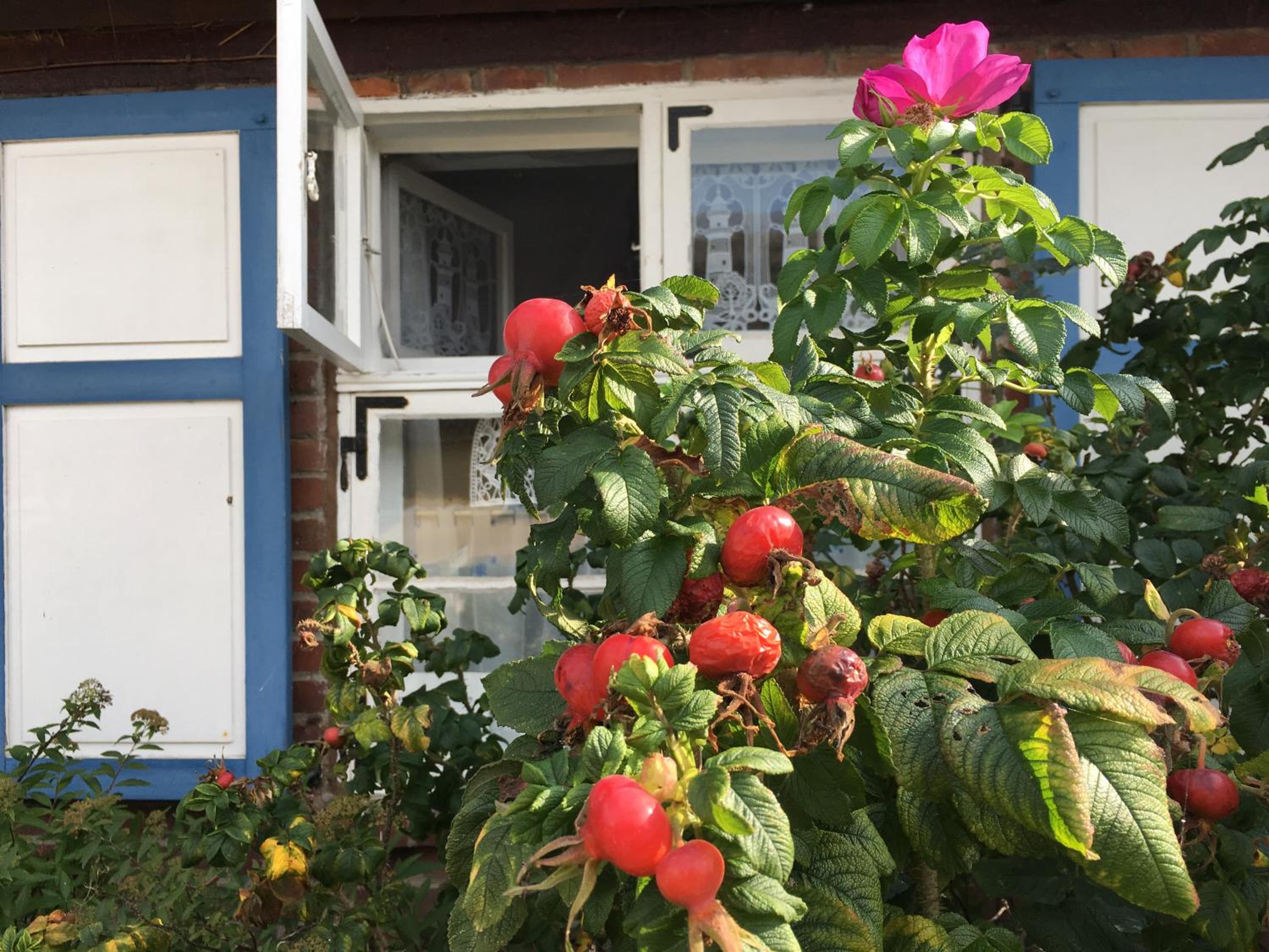 Alte Kate mit Bau-& Zirkuswagen im Gartenidyll in Putbus OT Kasnevitz