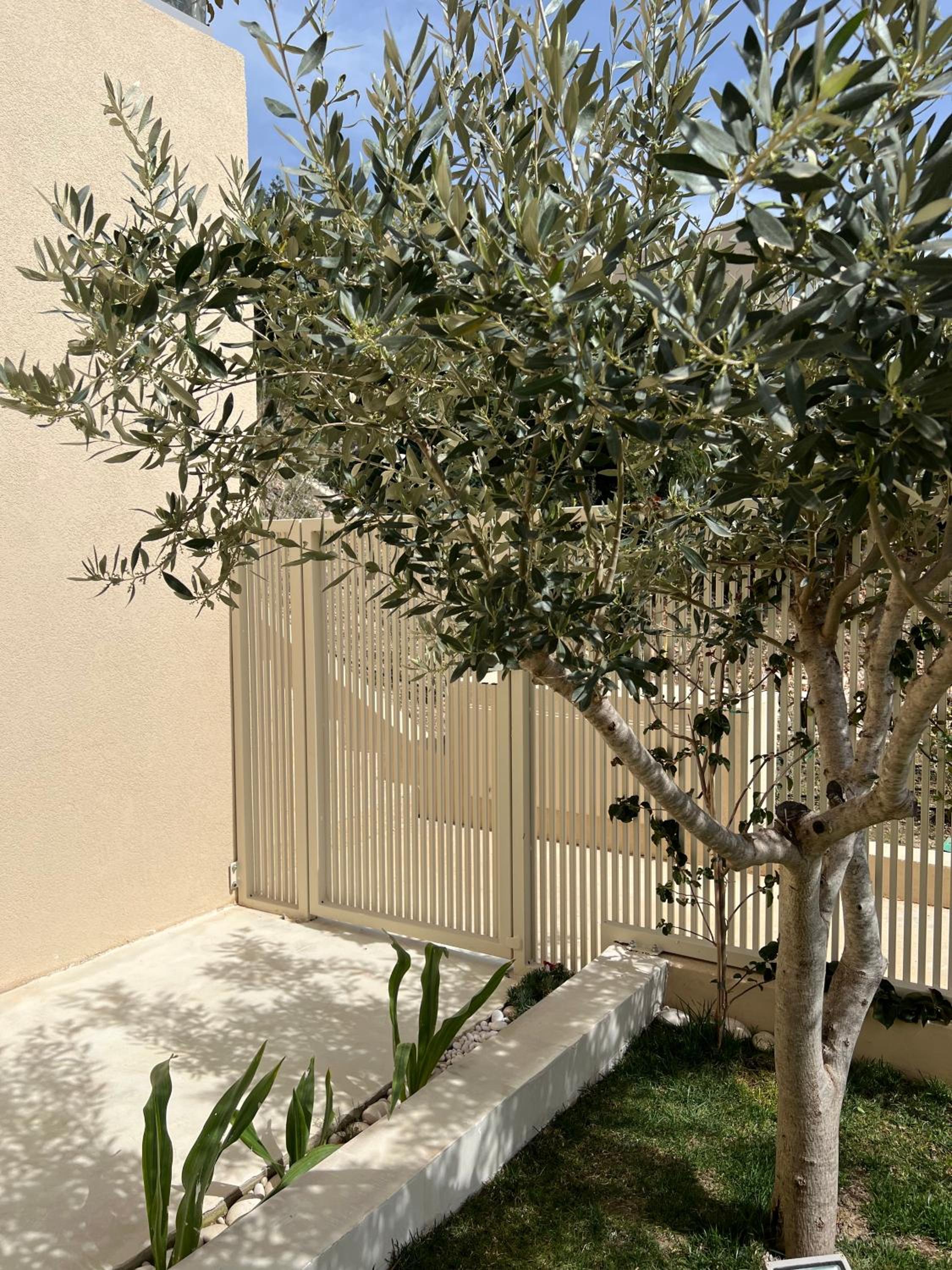 Green Coast Palase 241