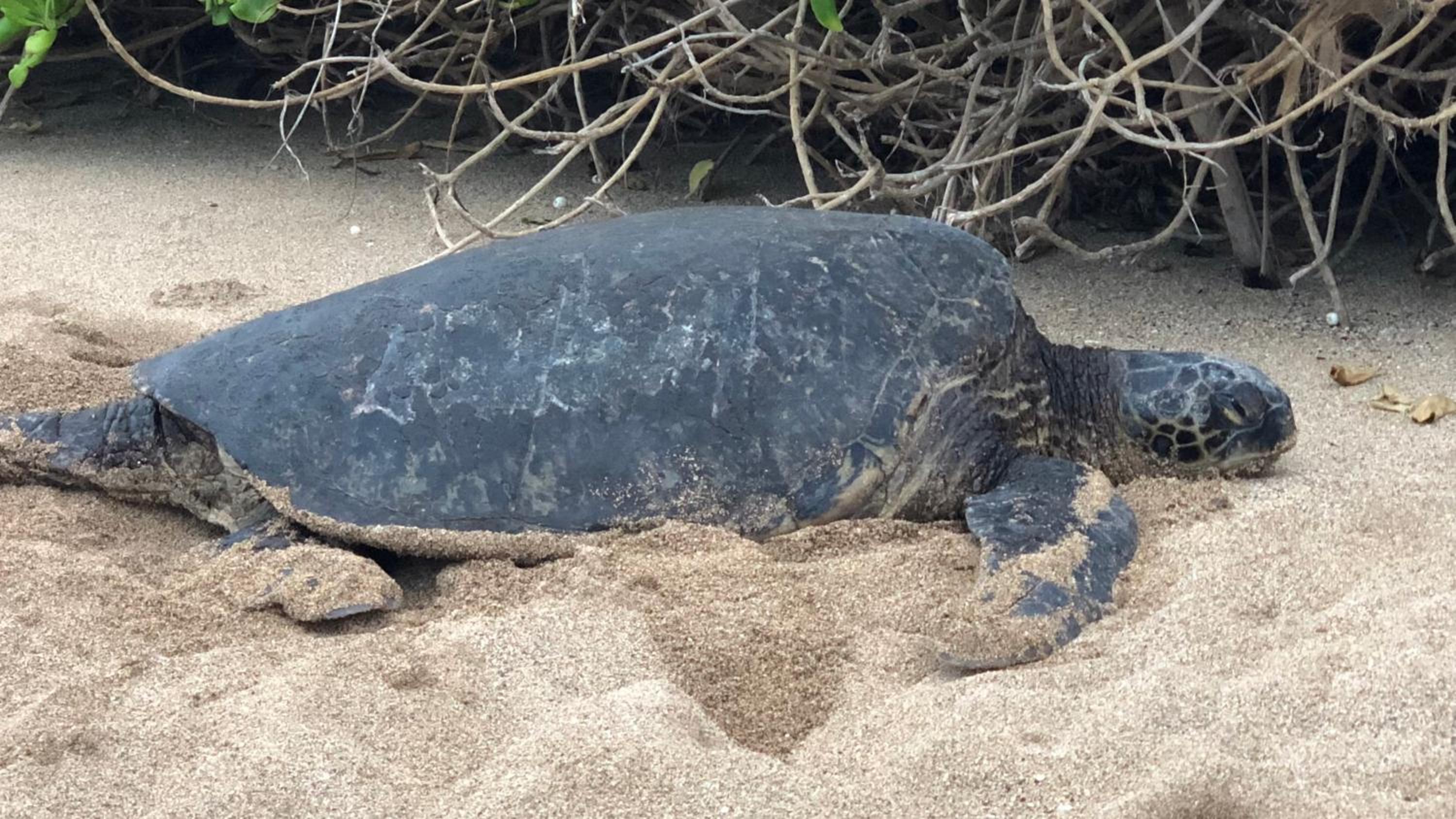 Amazing Sunsets Oceanfront Views - indigomaui - - Image 4