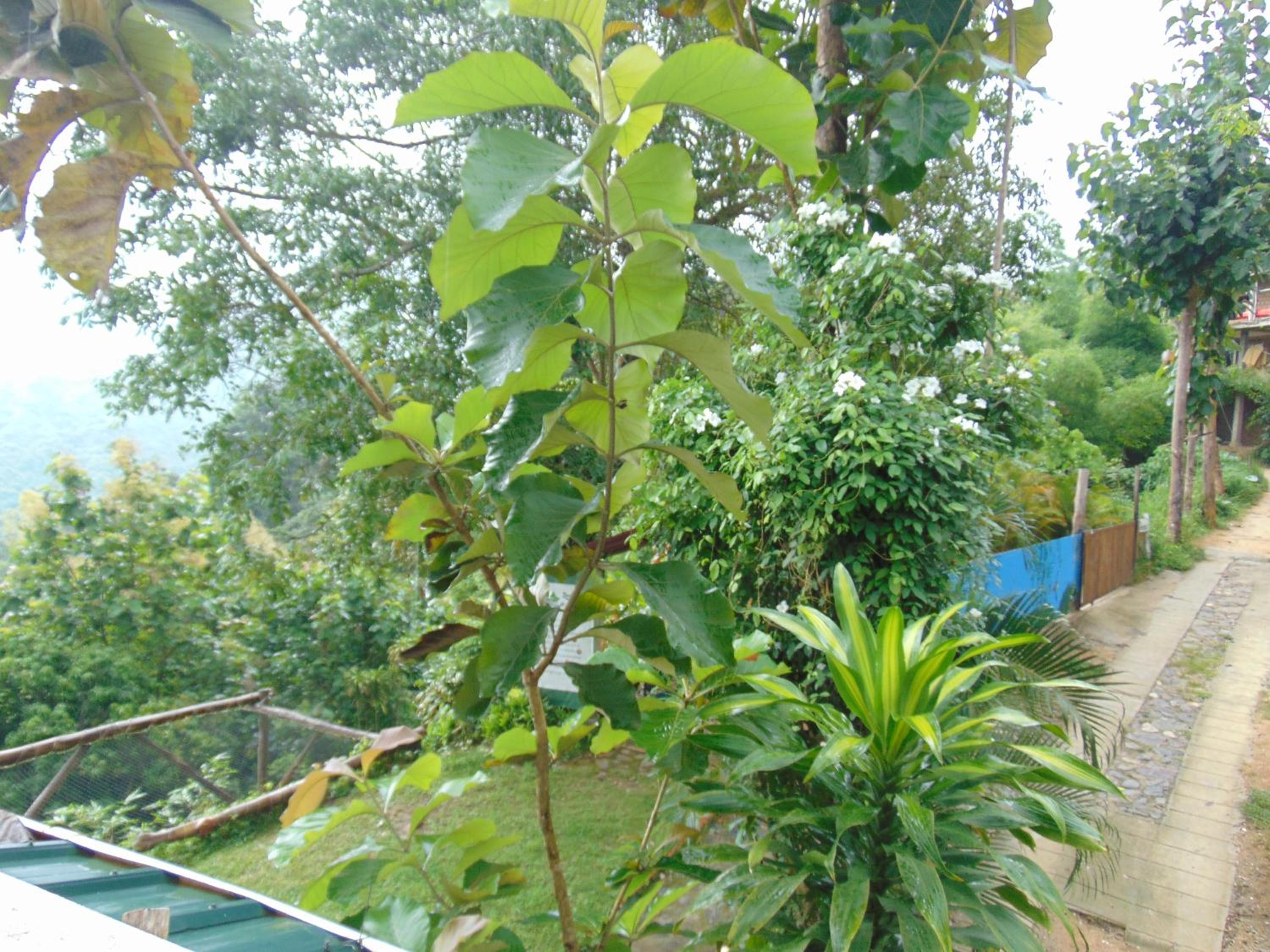 Dunarinka