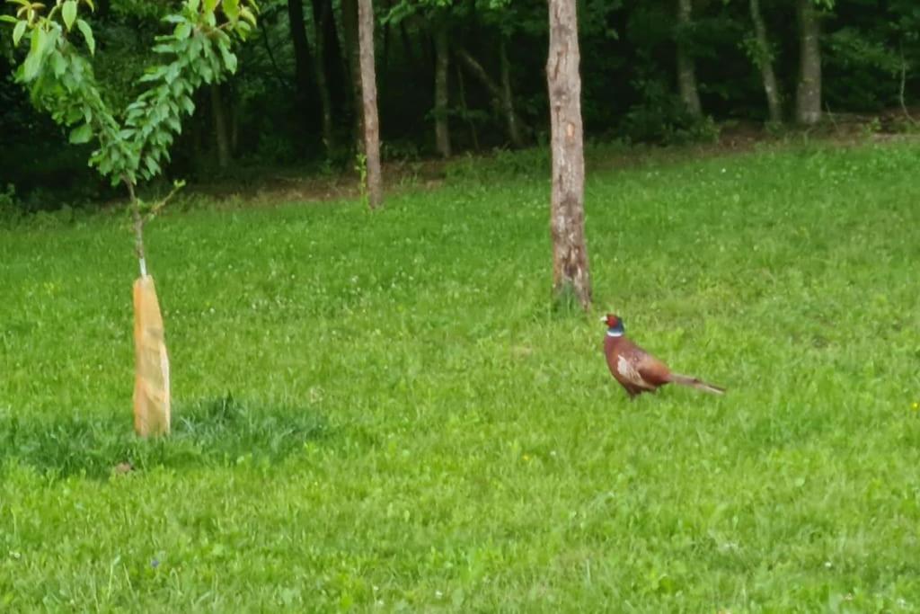 Kućica za odmor Srbac
