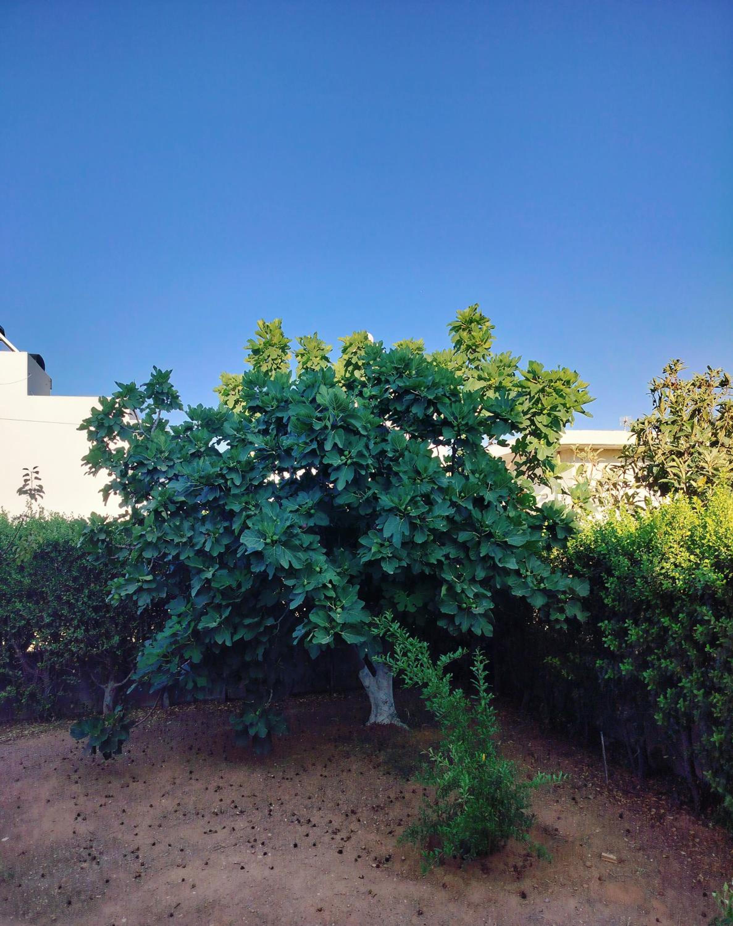 Oasis Maisonette