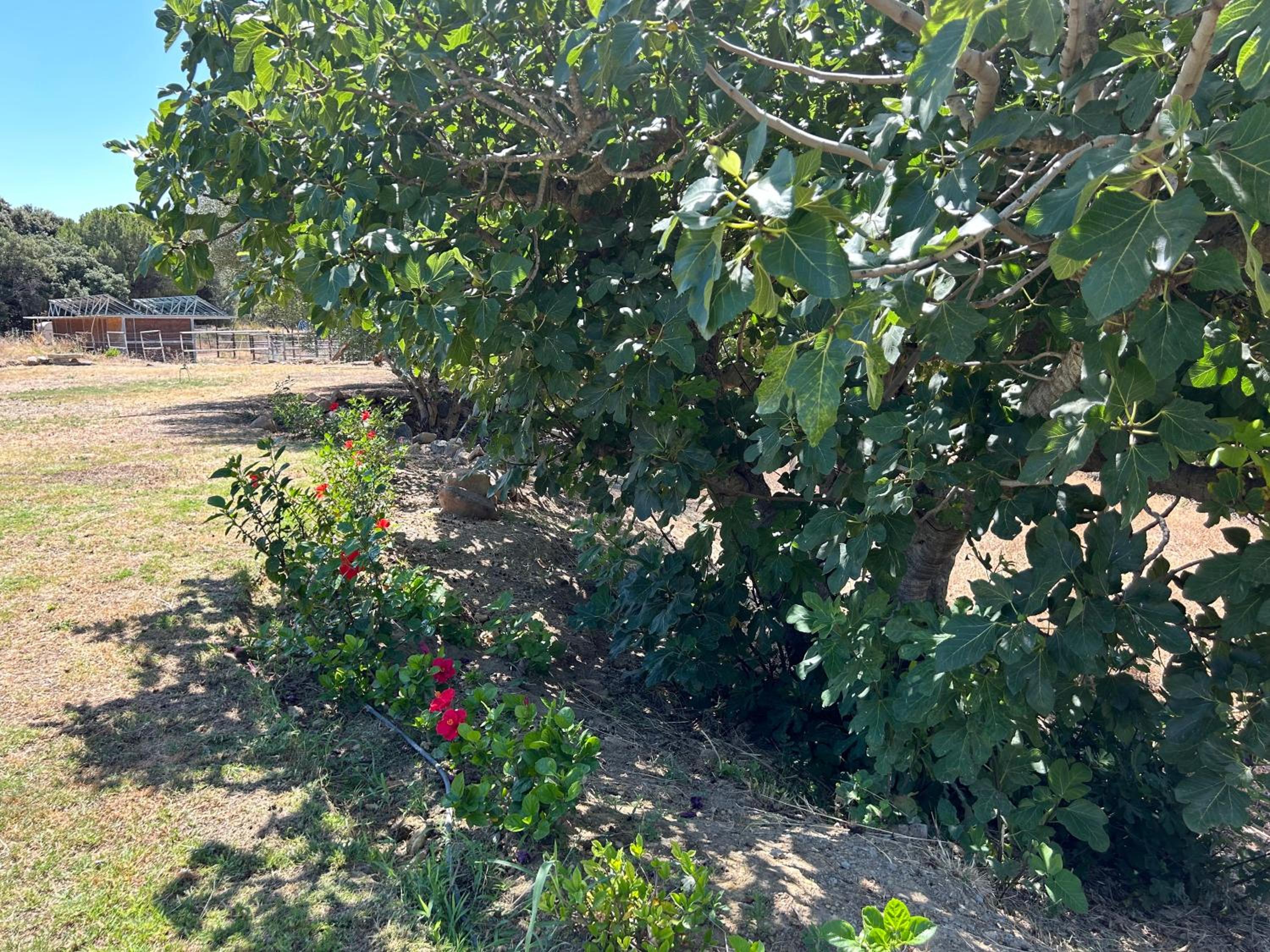 Finca Santa Teresa, Casa Granada