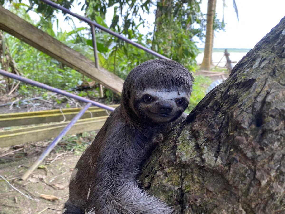 Marupa Expeditions Amazon Tours
