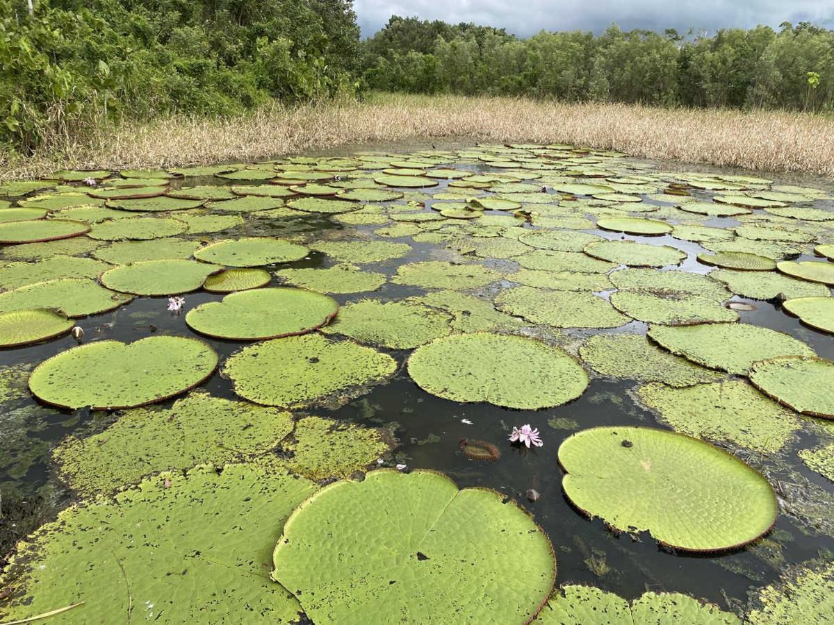 Marupa Expeditions Amazon Tours