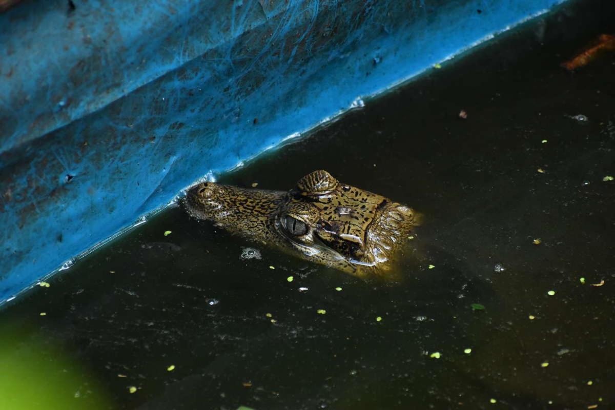 Marupa Expeditions Amazon Tours
