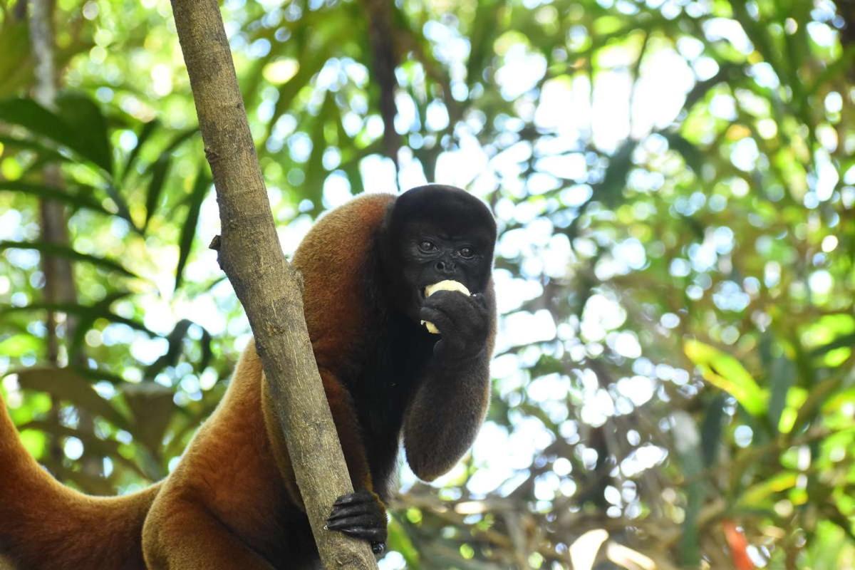 Marupa Expeditions Amazon Tours